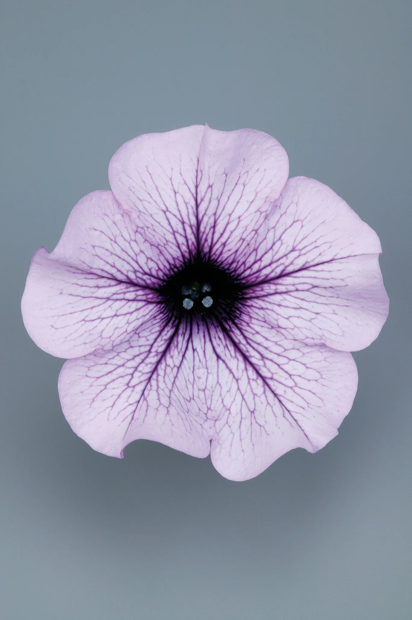 Petunia 6 cm