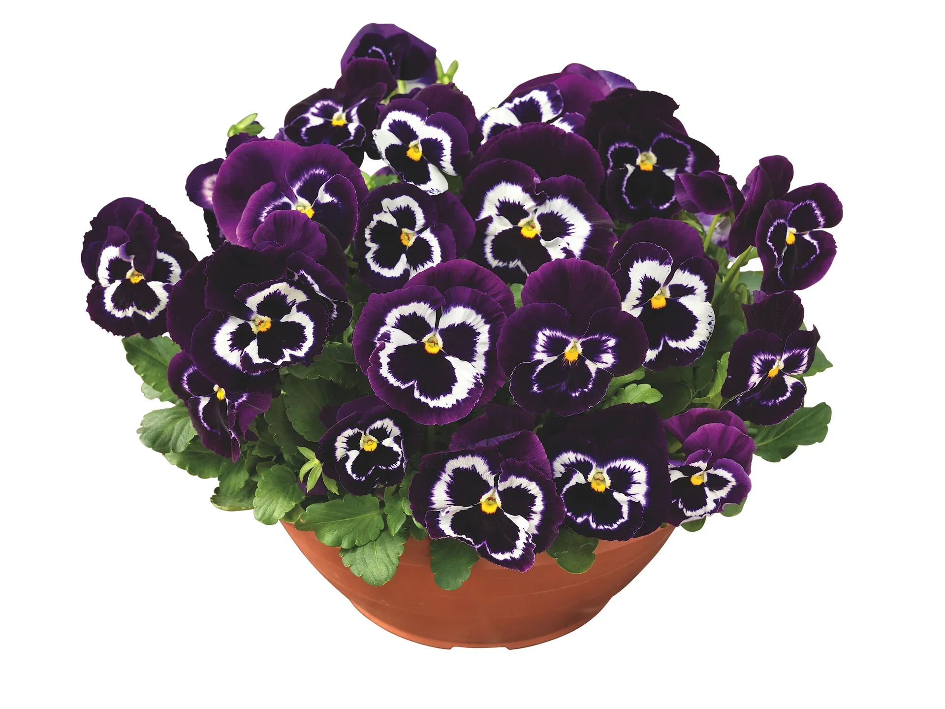 Pensé storblommig i skål