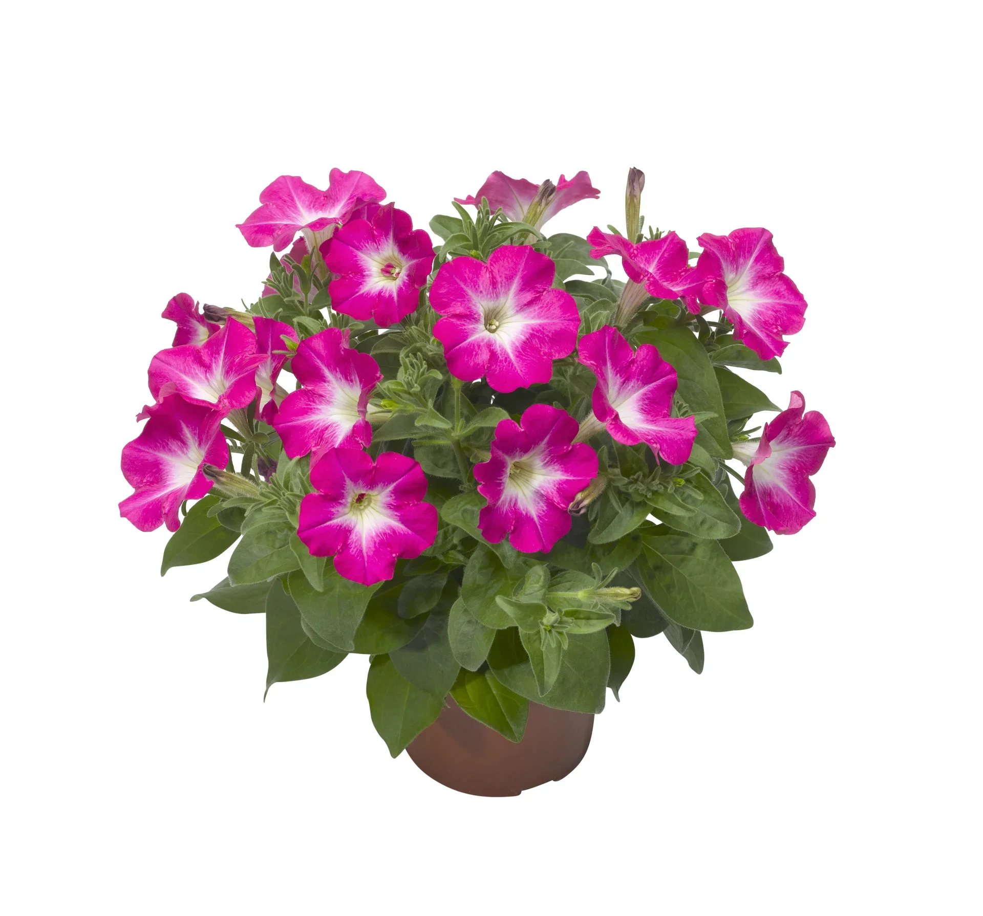 Petunia h. Pink 12 cm