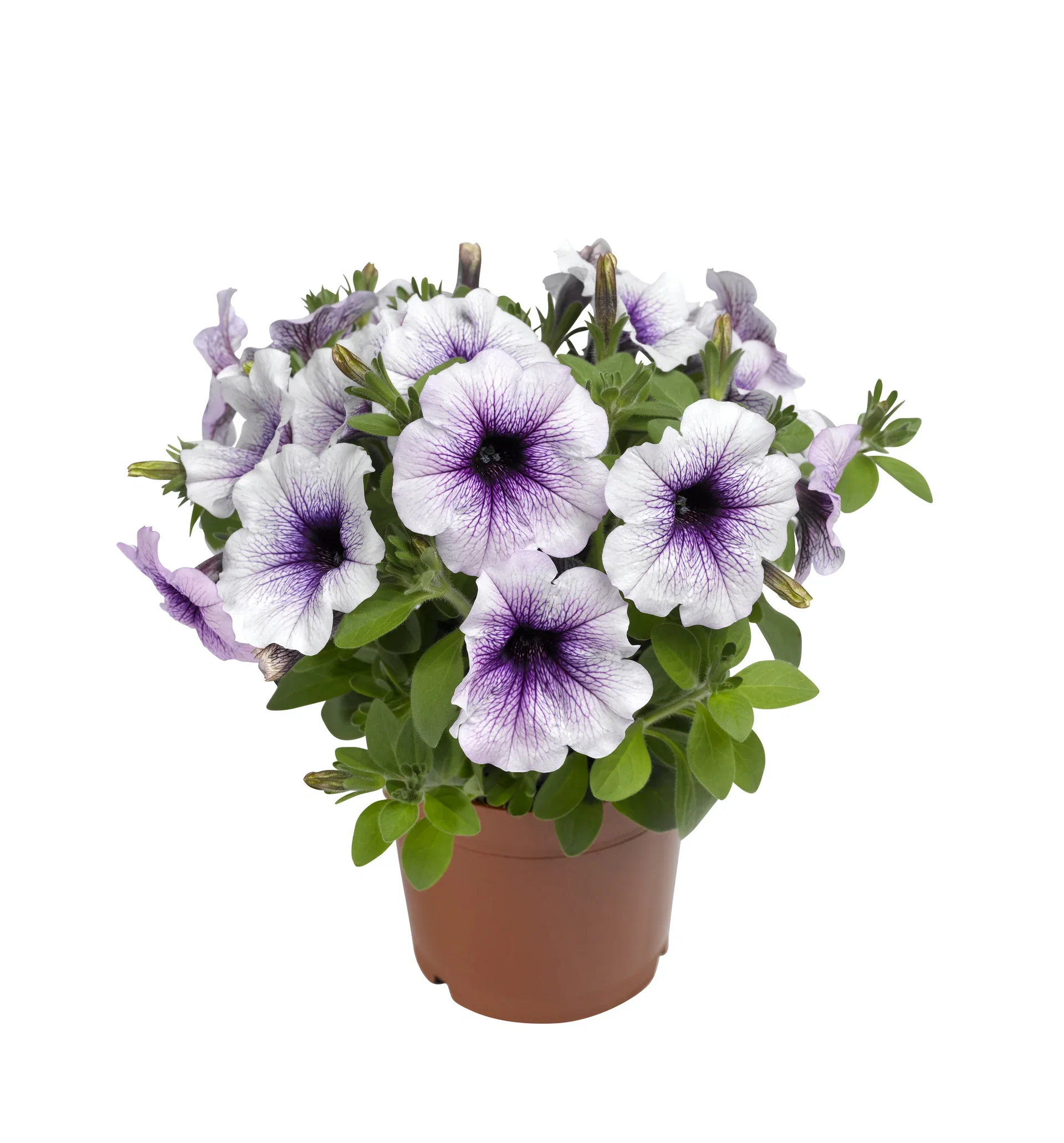 Petunia 'Blue Vein'