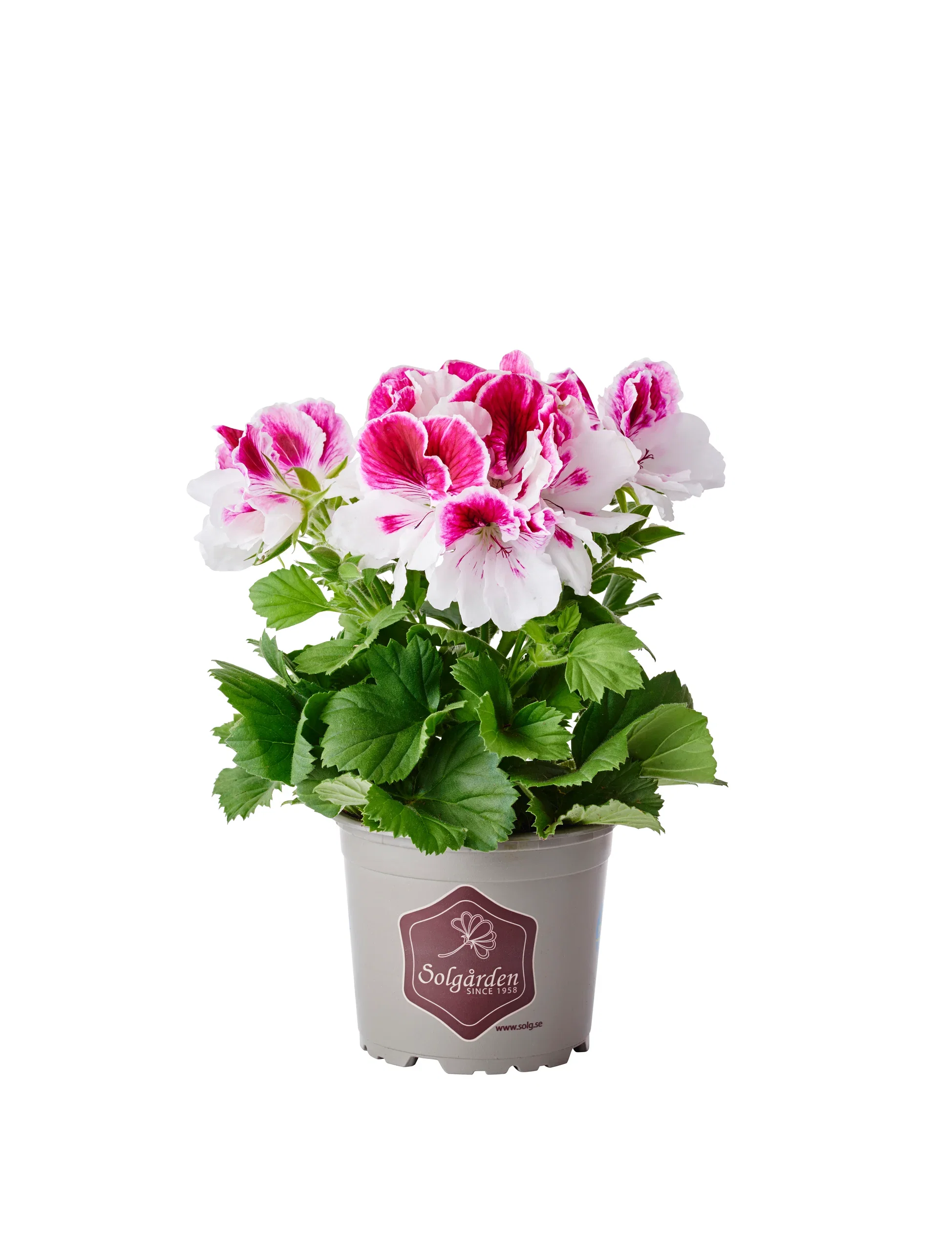Pelargonium x domesticum
