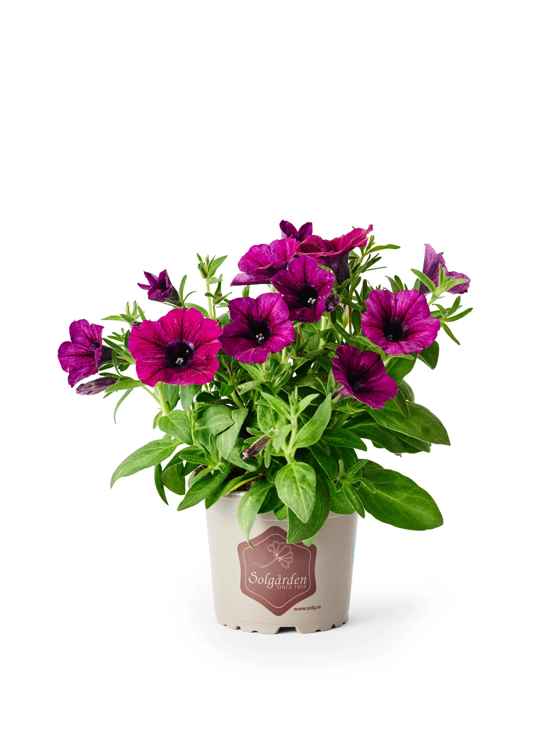 Petunia h. Purple 12 cm