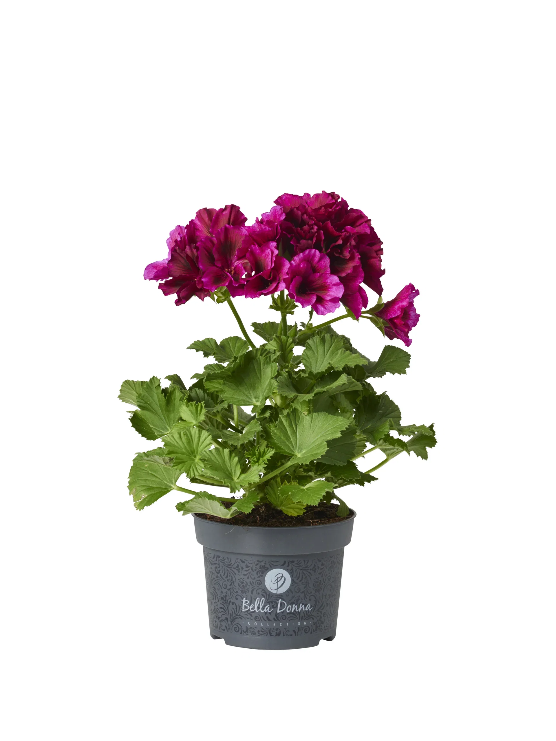 Pelargonium x domesticum