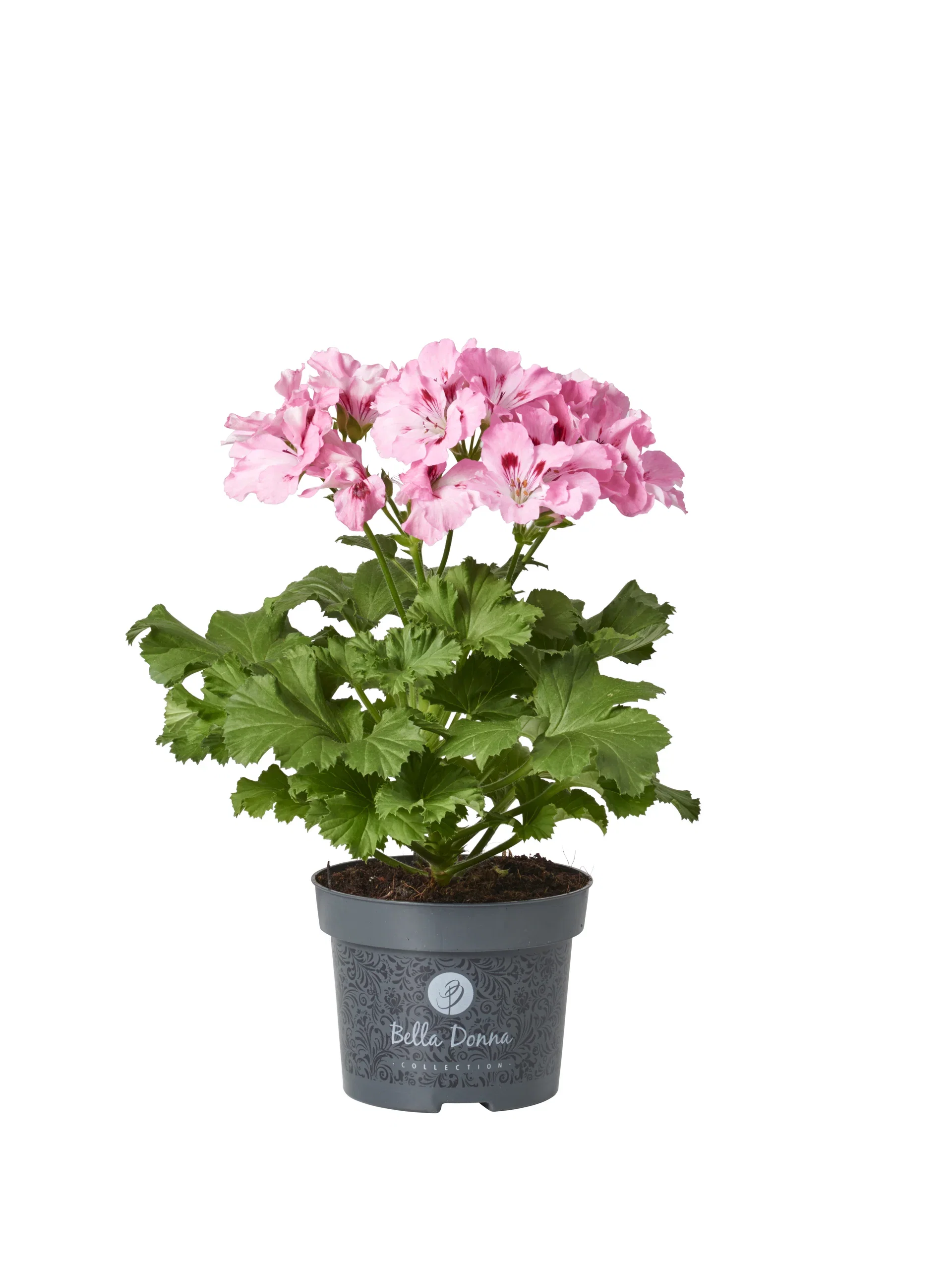 Pelargonium x domesticum