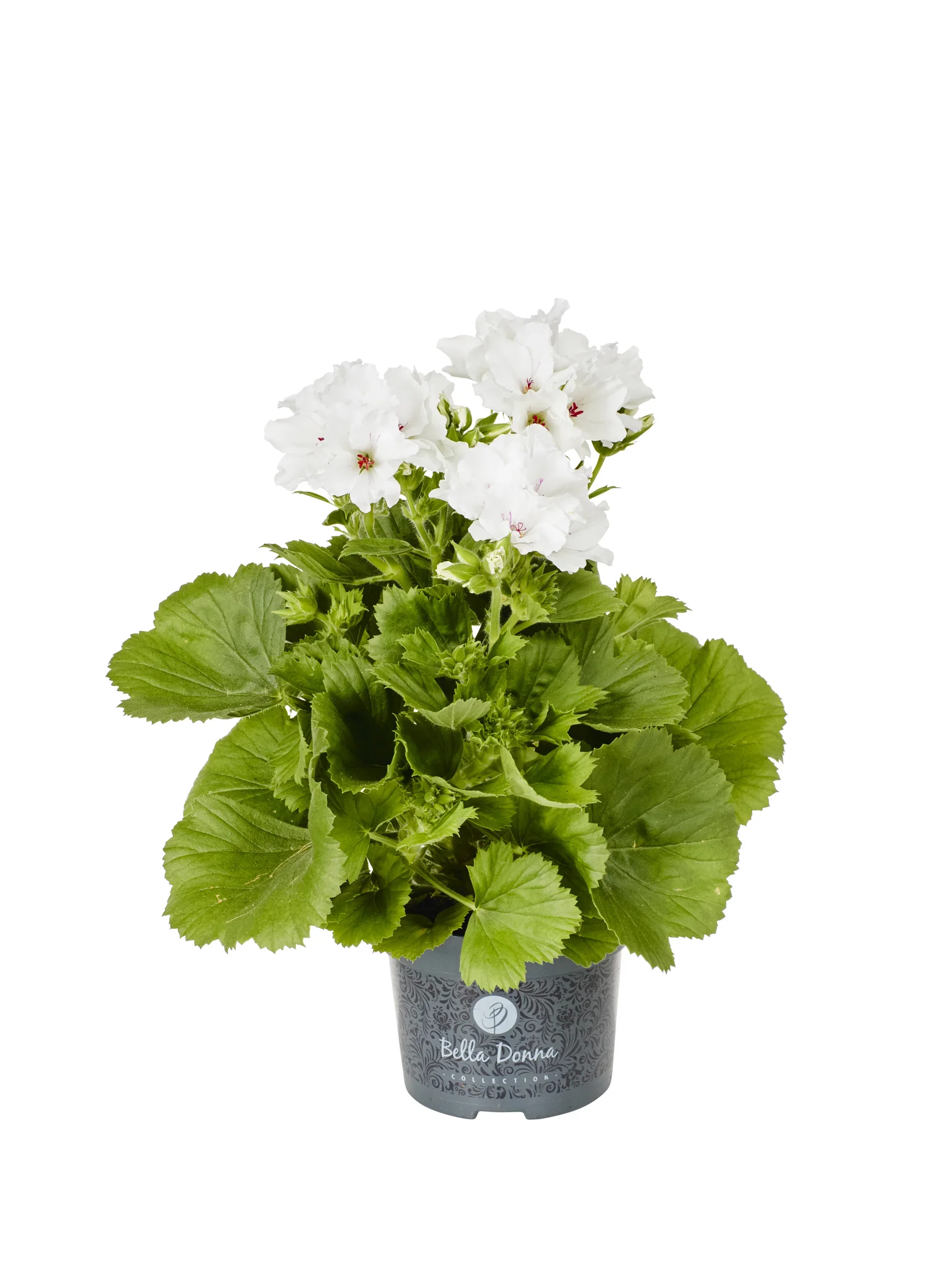 Pelargonium x domesticum