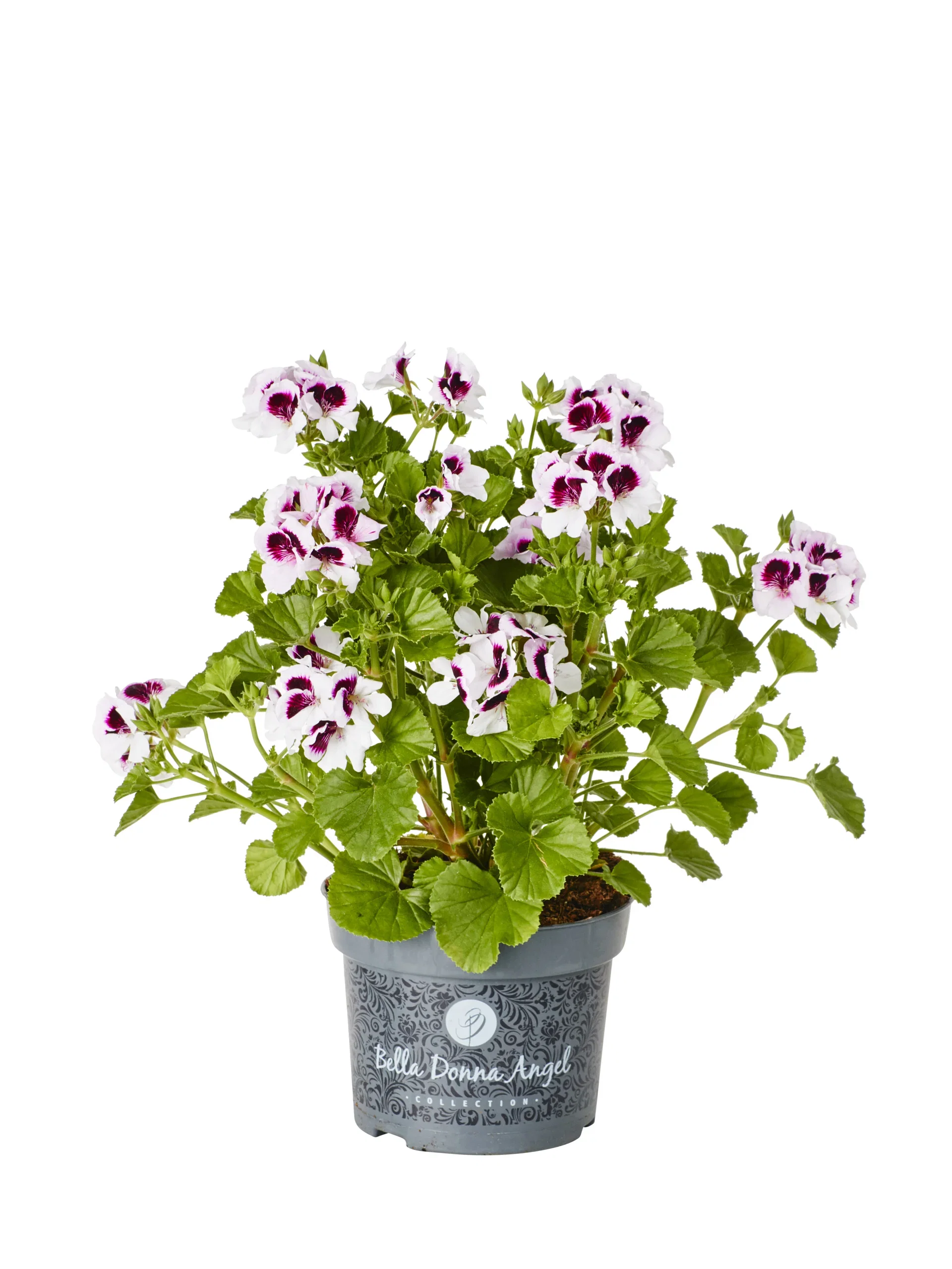 Pel. 'Angeleyes' 12 cm