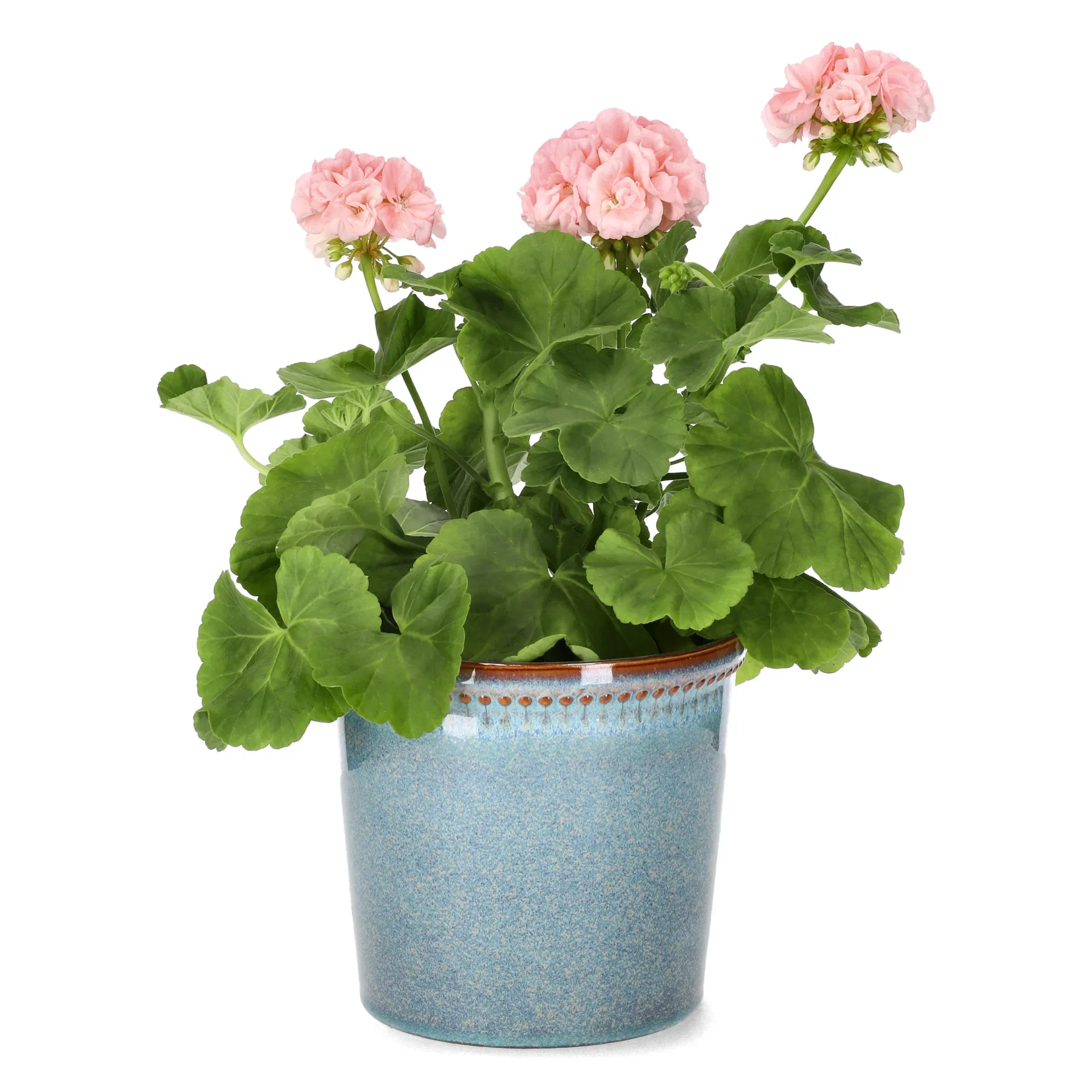 Pel. 'Mårbacka' 14 cm