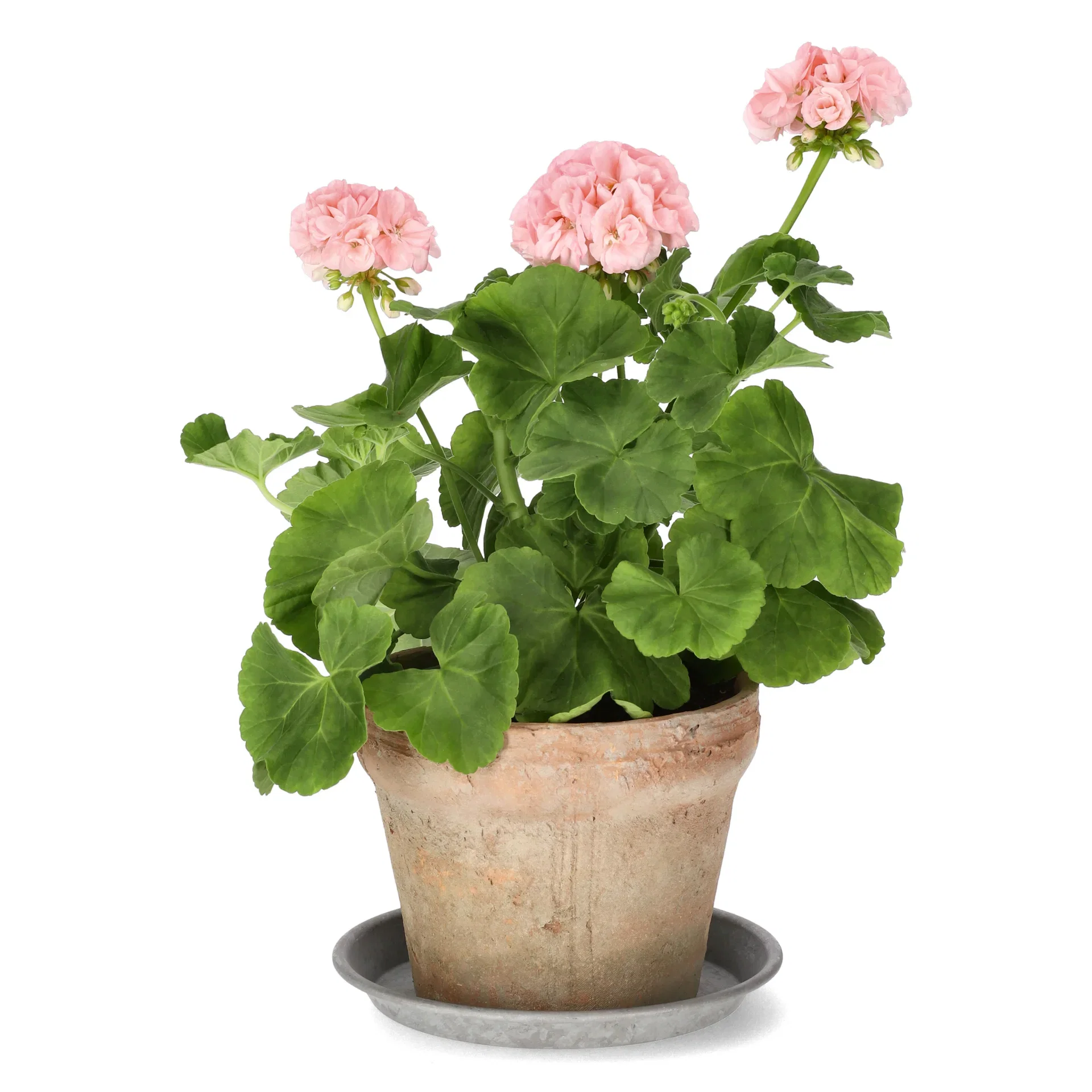 Pel. 'Mårbacka' 14 cm