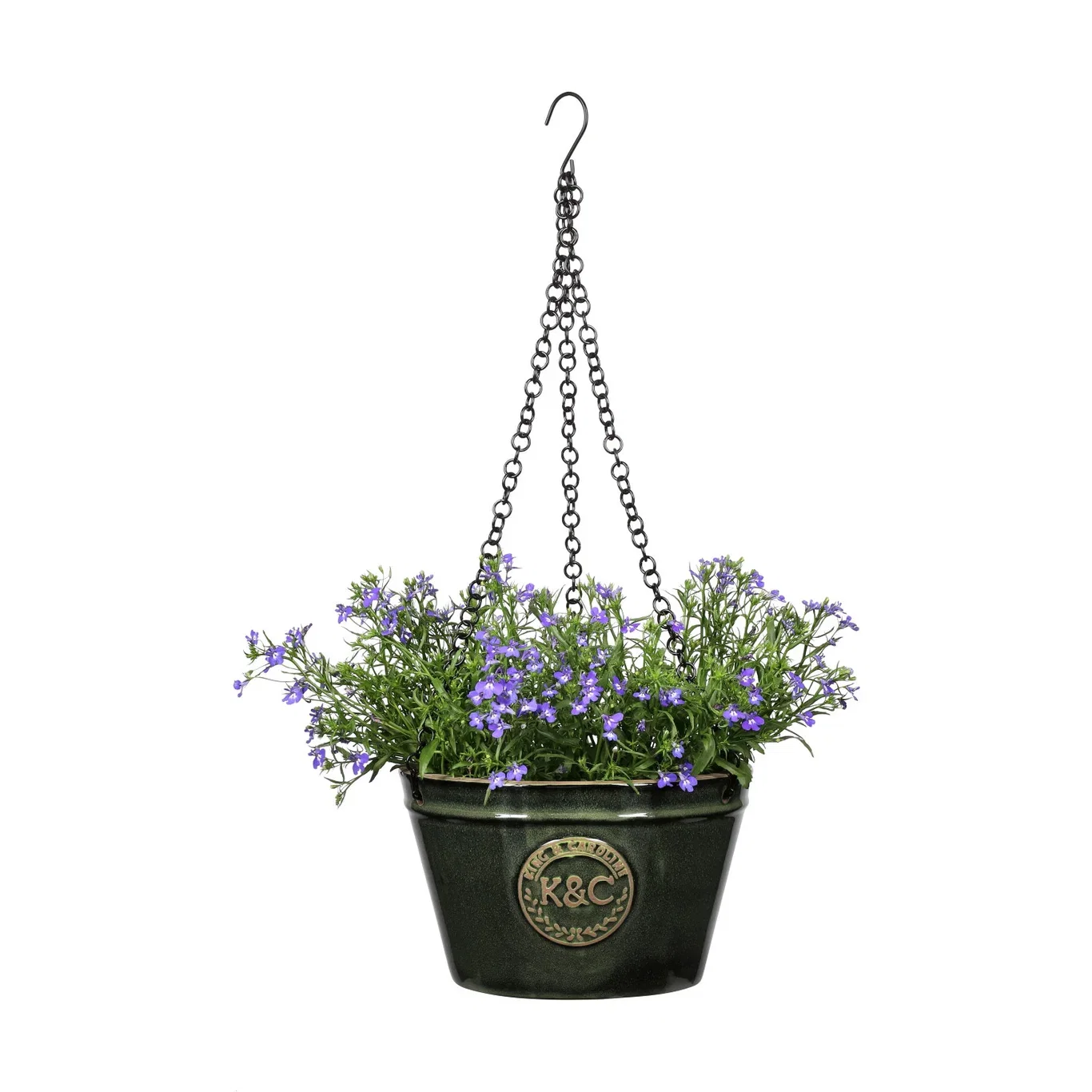 Hängobelia 'Dark Blue'