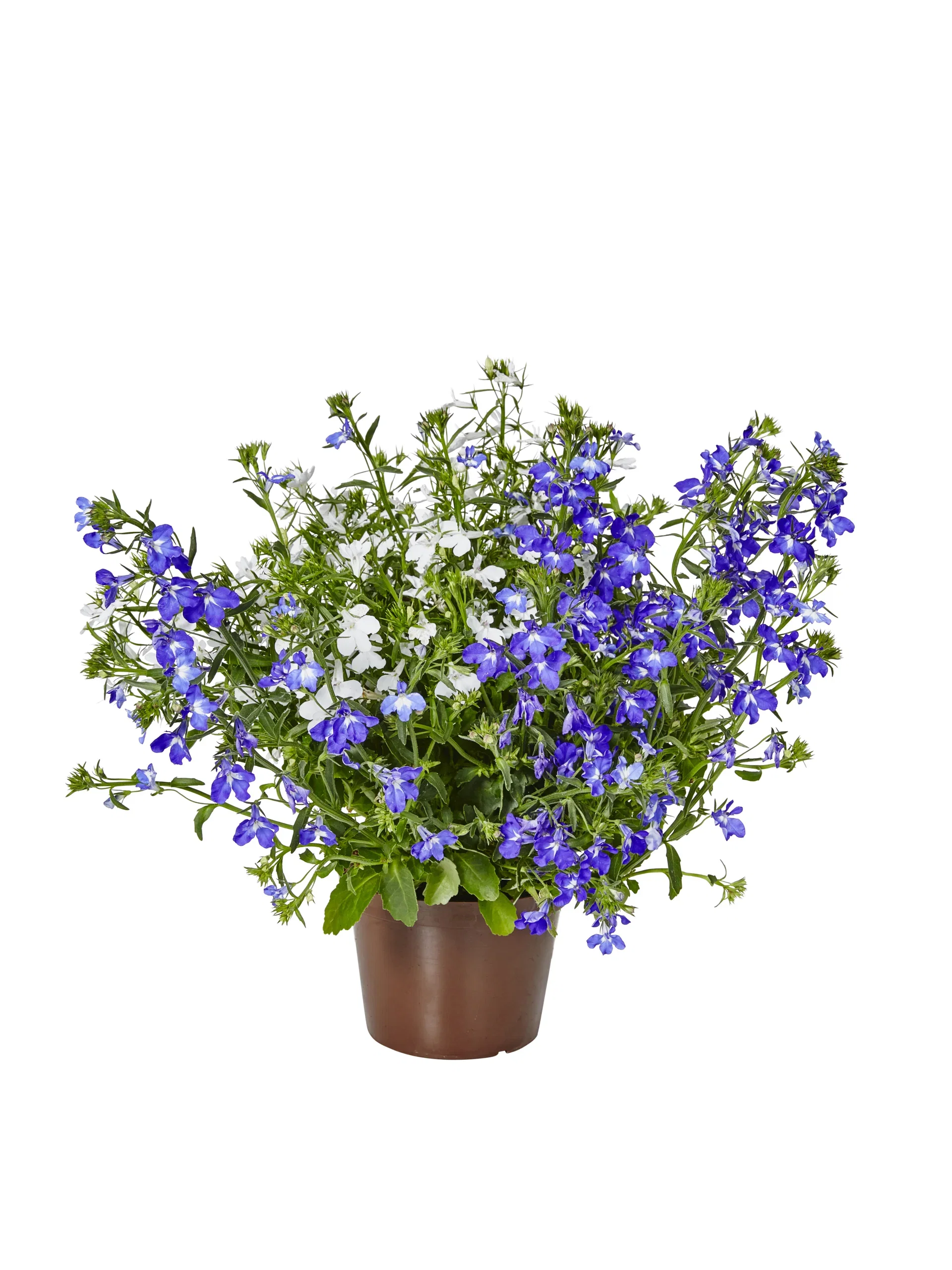 Lobelia h. Romantic G. 12 cm