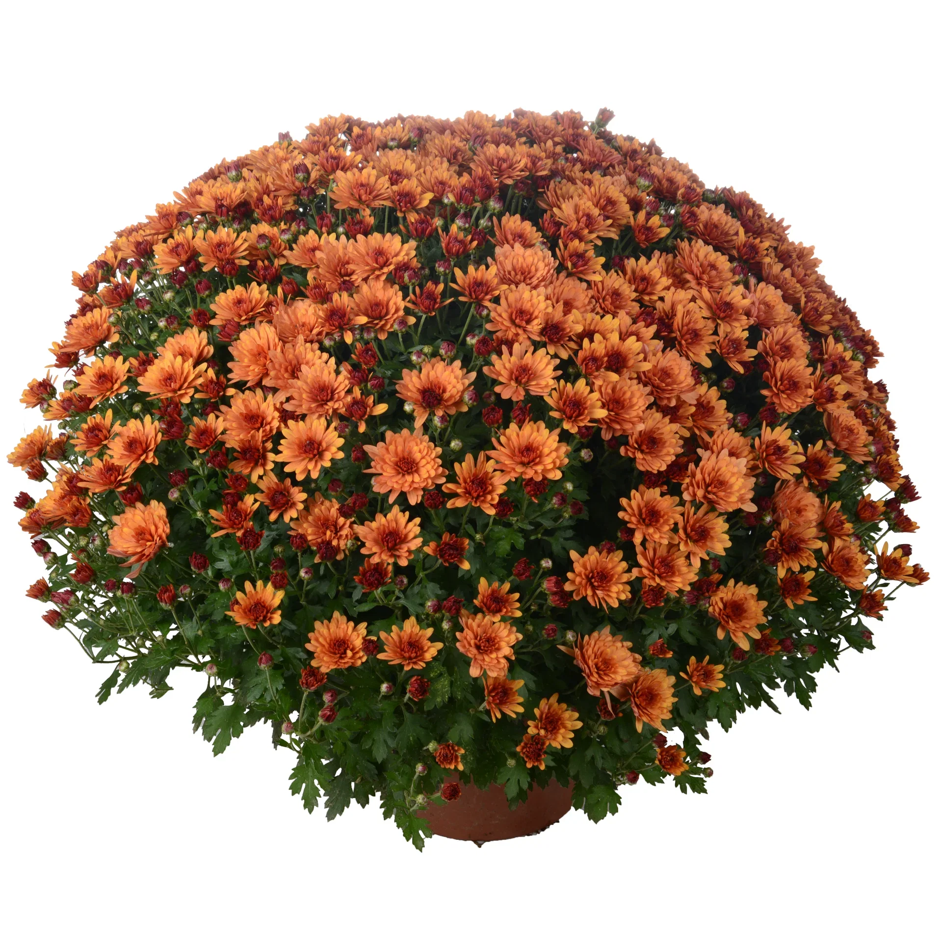Chrysanthemum ind. Orange 19 cm