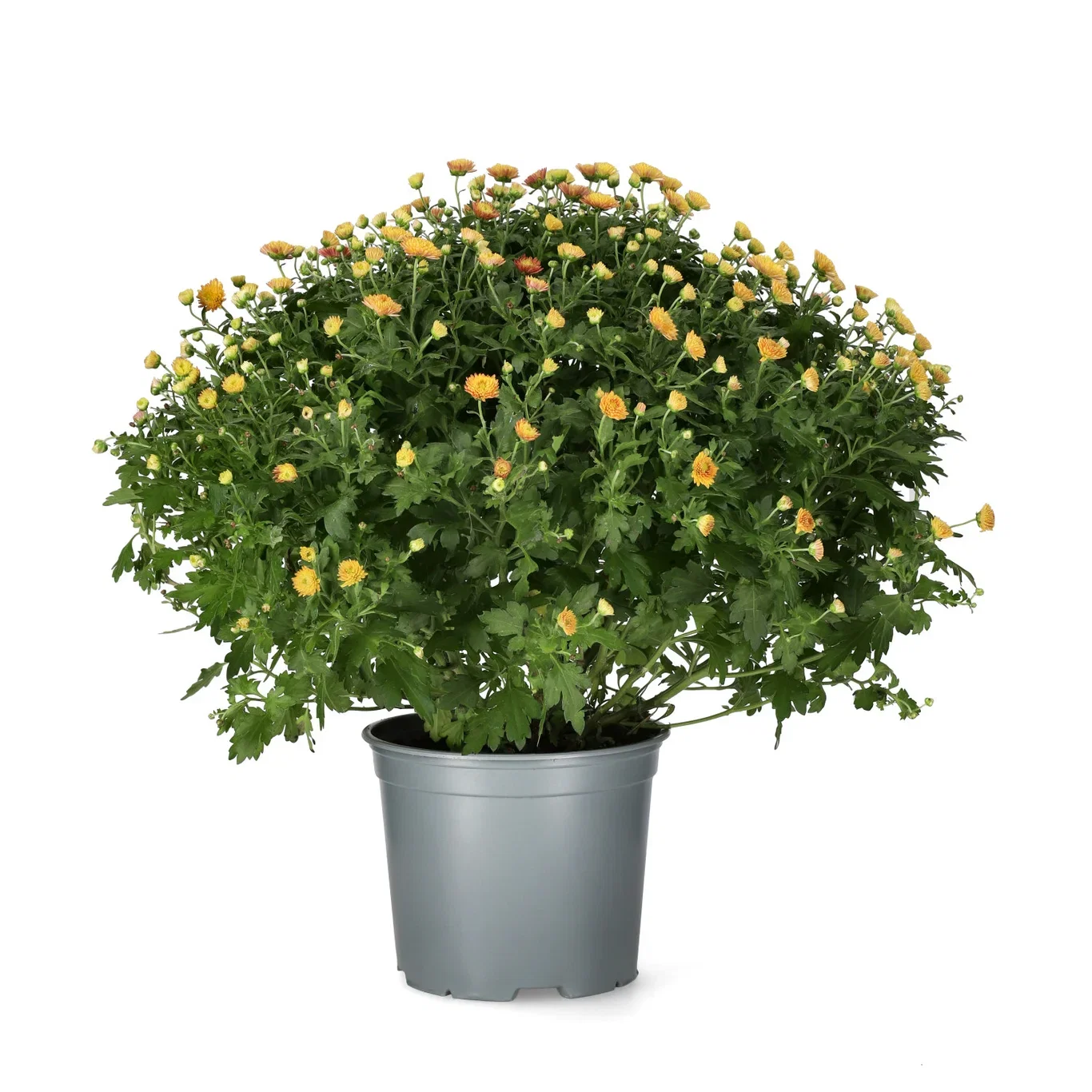 Chrysanthemum ind. Orange 19 cm
