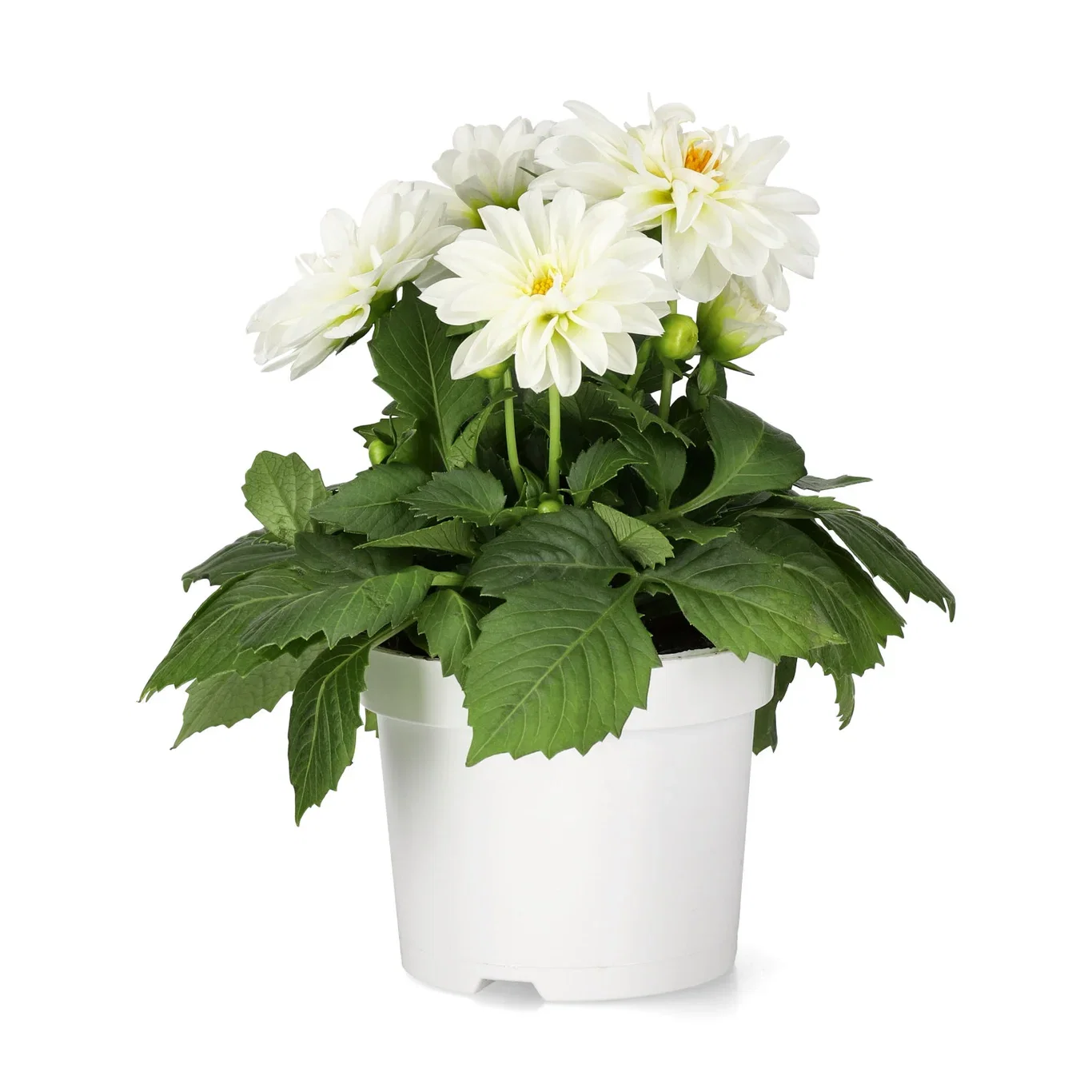 Dahlia double fl. White 12 cm