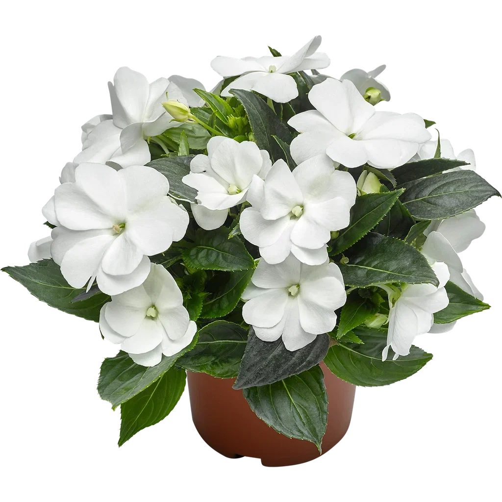 Lyckliga Lotta 'New Guinea'