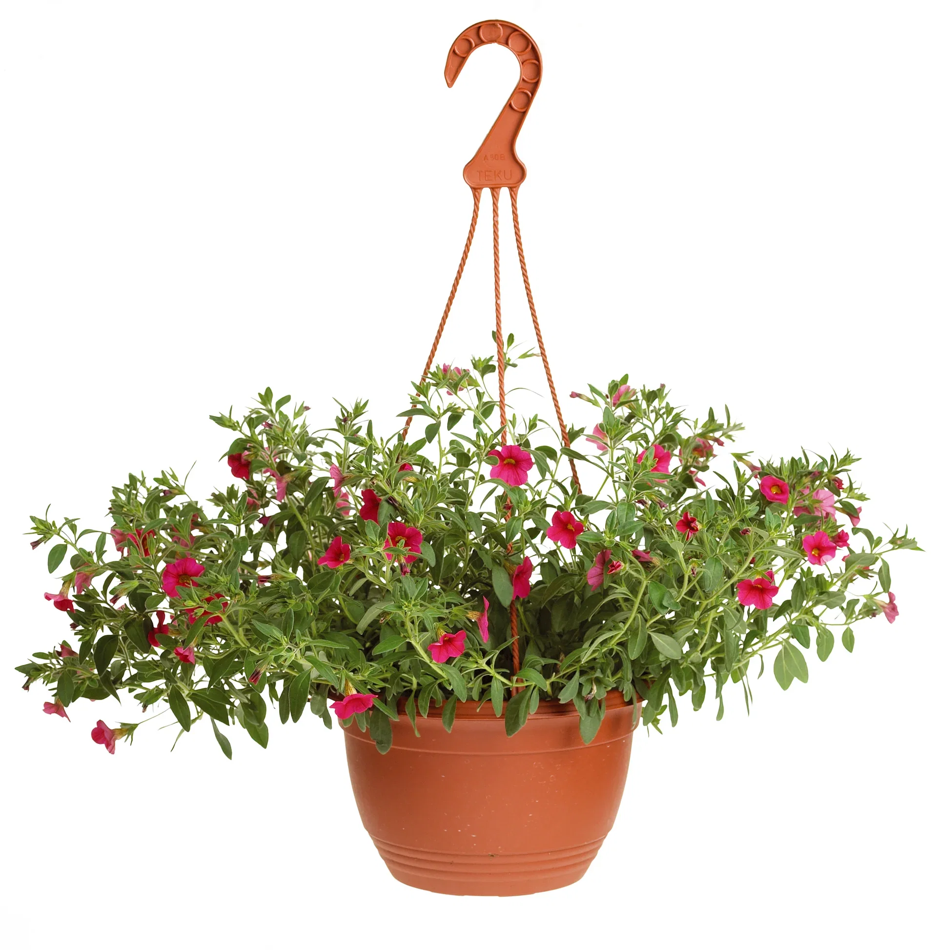 Calibrachoa Pink h. basket 25 cm