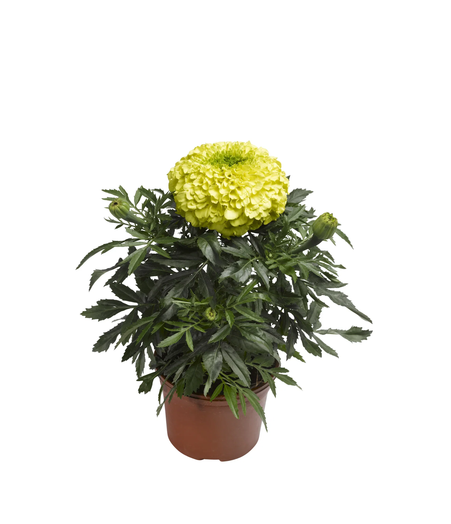 Tagetes storblommig