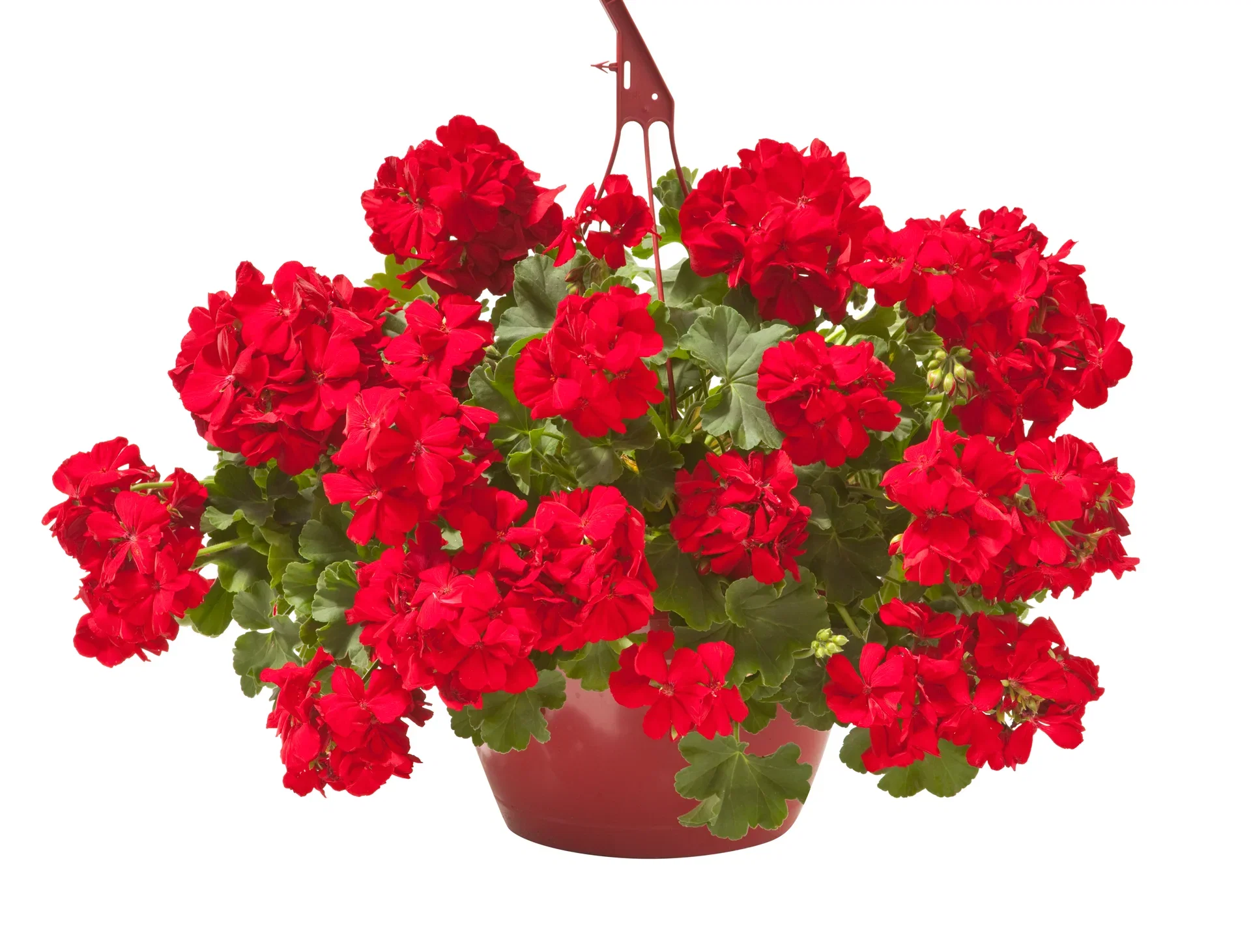 Kärlekspelargon 'Dark Red' ampel
