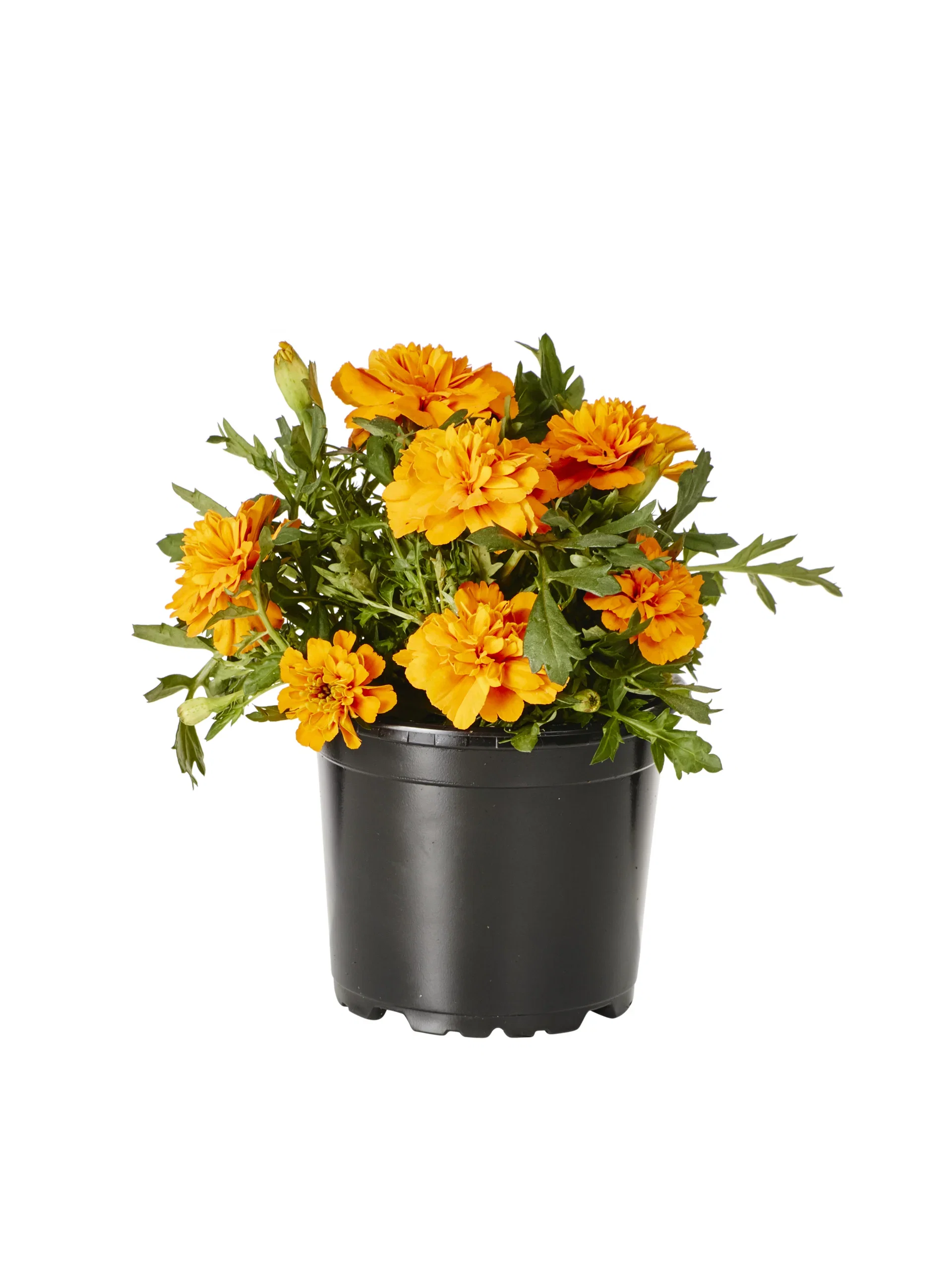 Tagetes småblommig