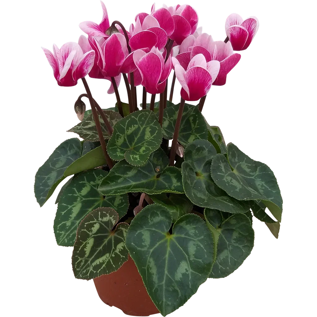 Cyklamen 'Goblet Shine Wine Red'