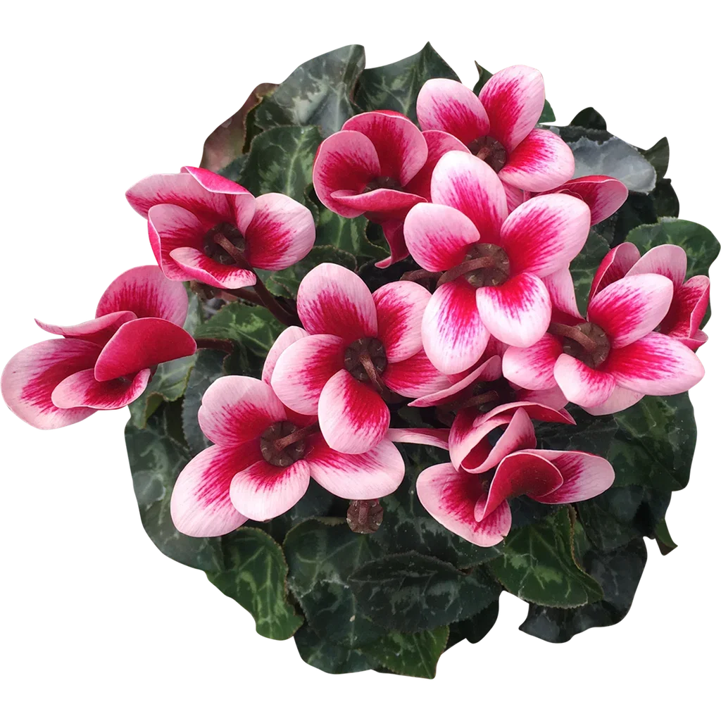 Cyclamen 'Goblet Shine Wine Red' 10,5 cm
