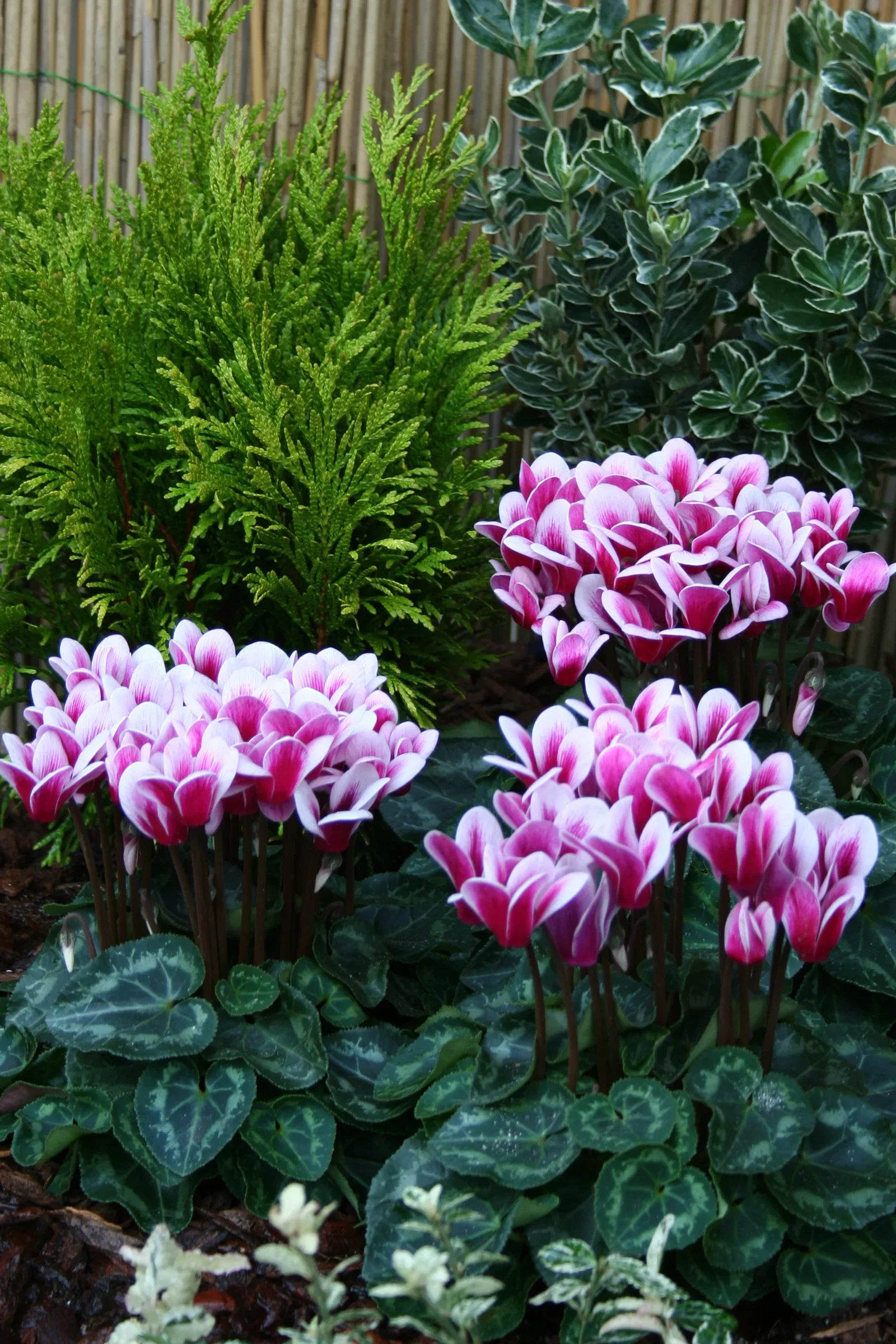 Cyklamen 'Goblet Shine Wine Red'