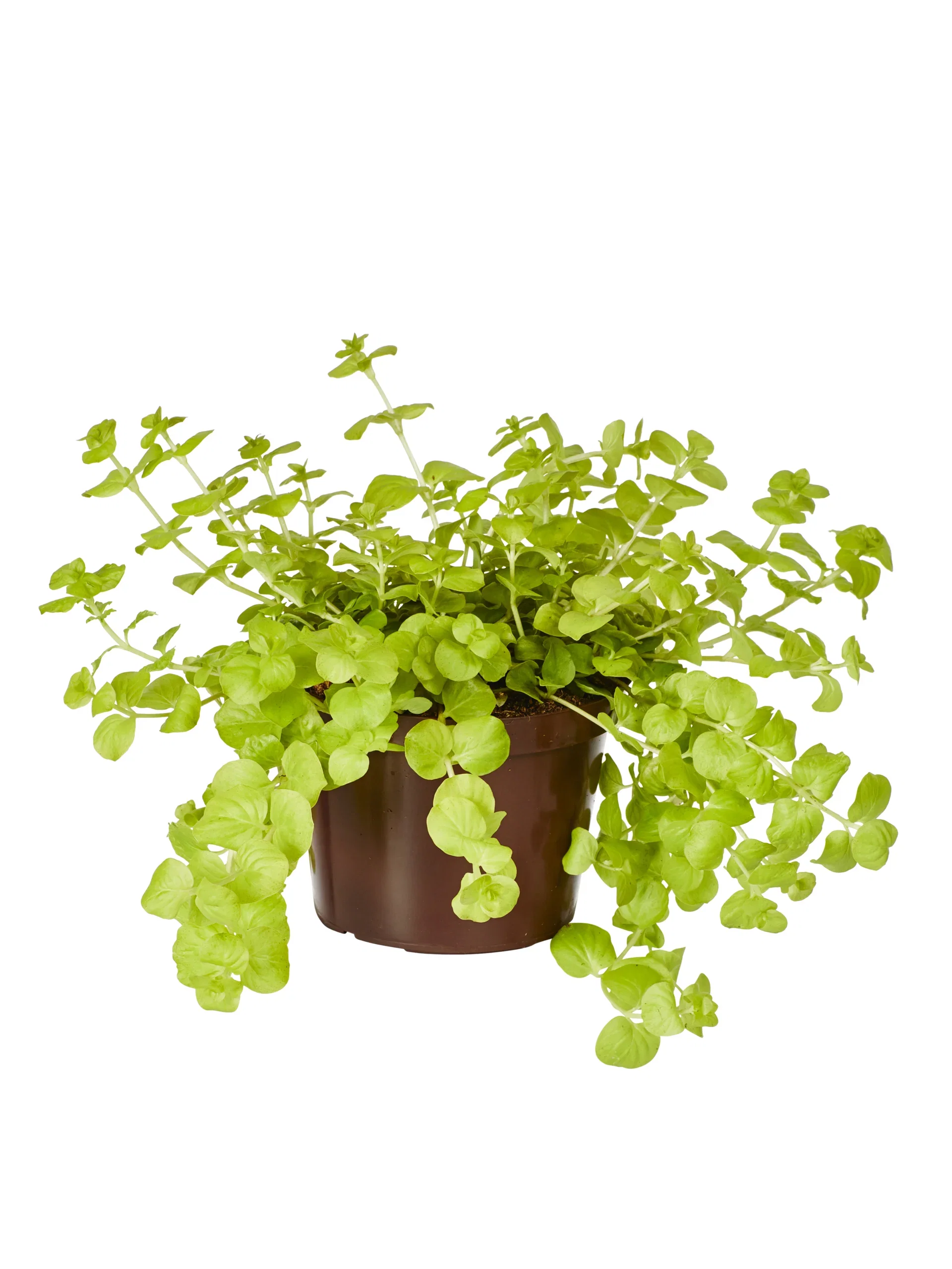 Penningblad 'Goldilocks'