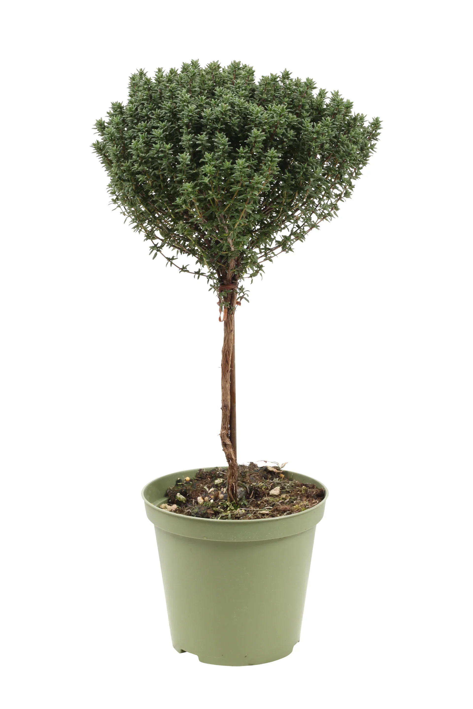 Kryddtimjan på stam