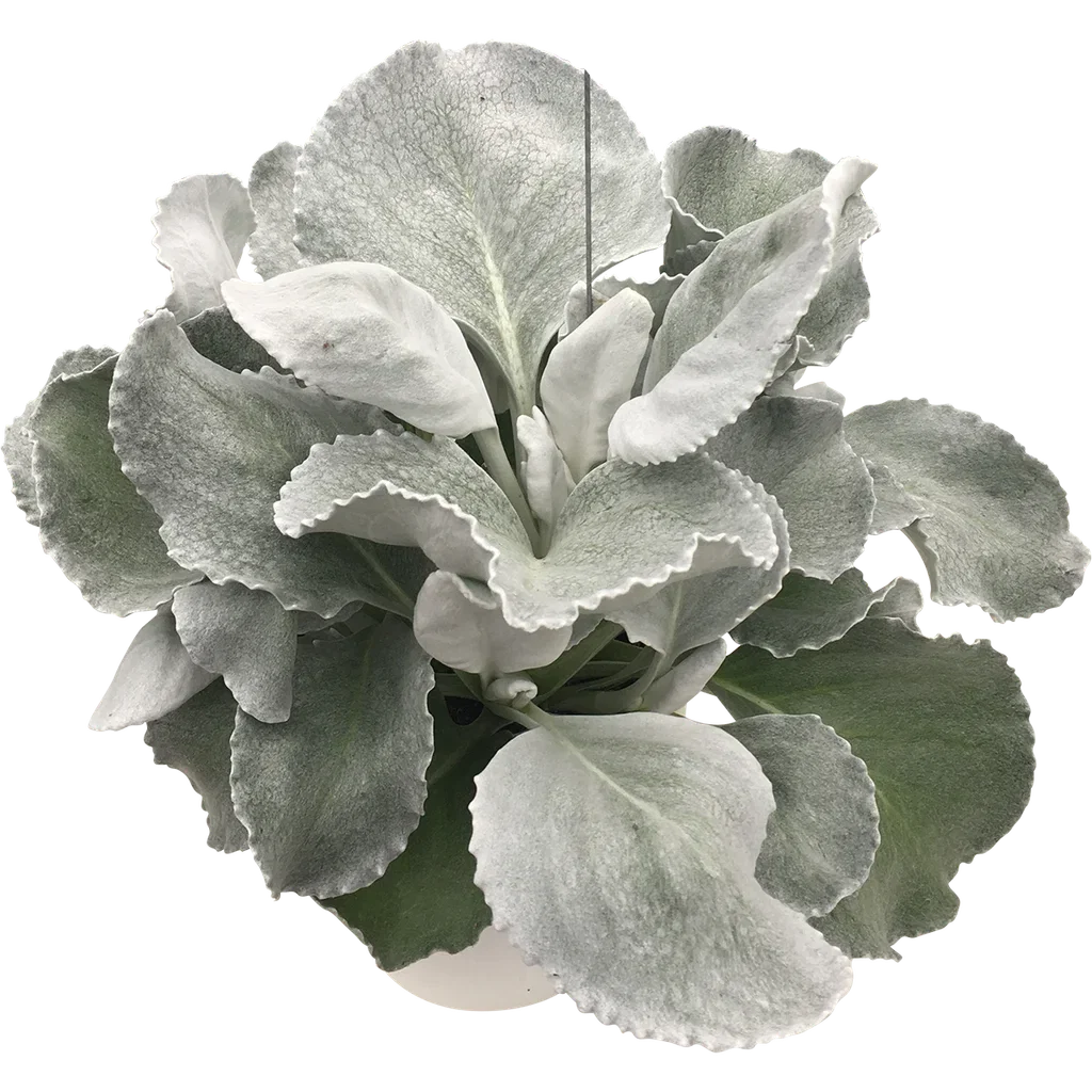 Silverstånds 'Angel Wings'