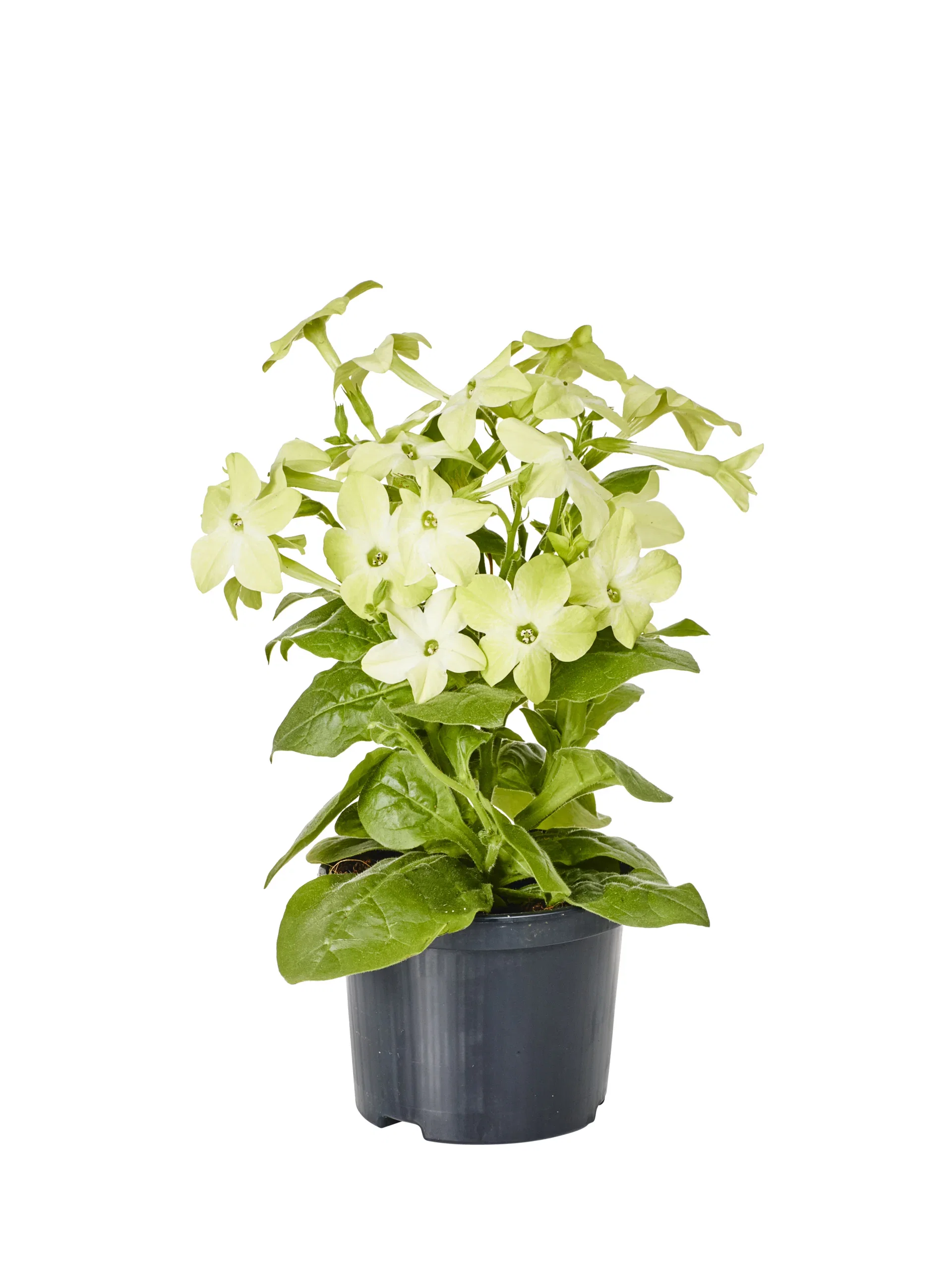Stor blomstertobak