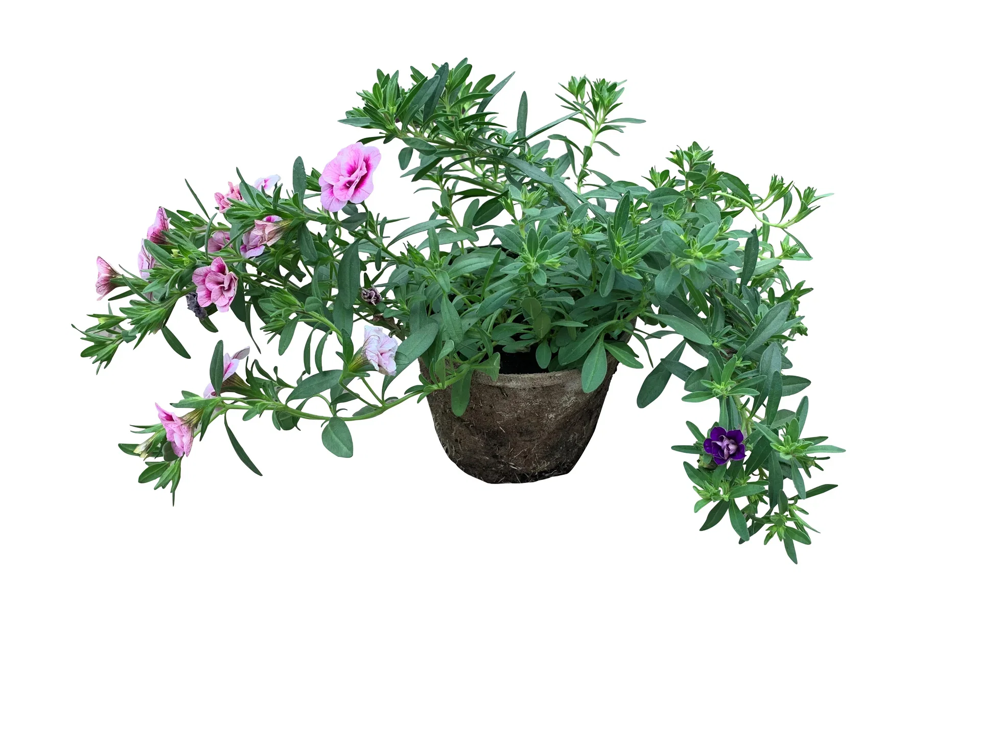 Småpetunia