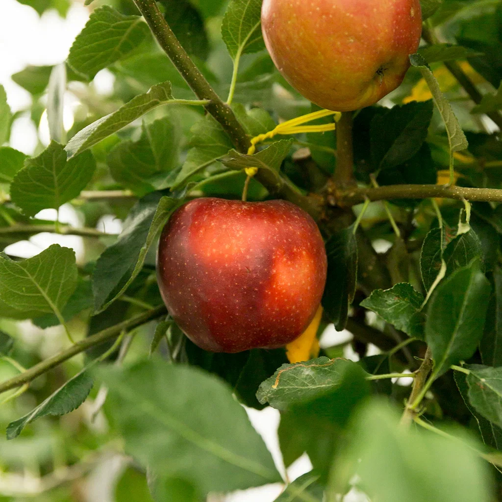 Äpple 'James Grieve' A2