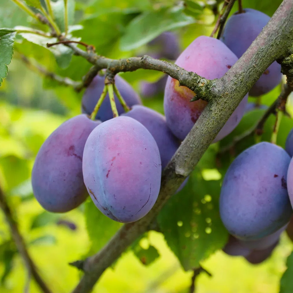 Prunus domestica 'Opal' E 12L