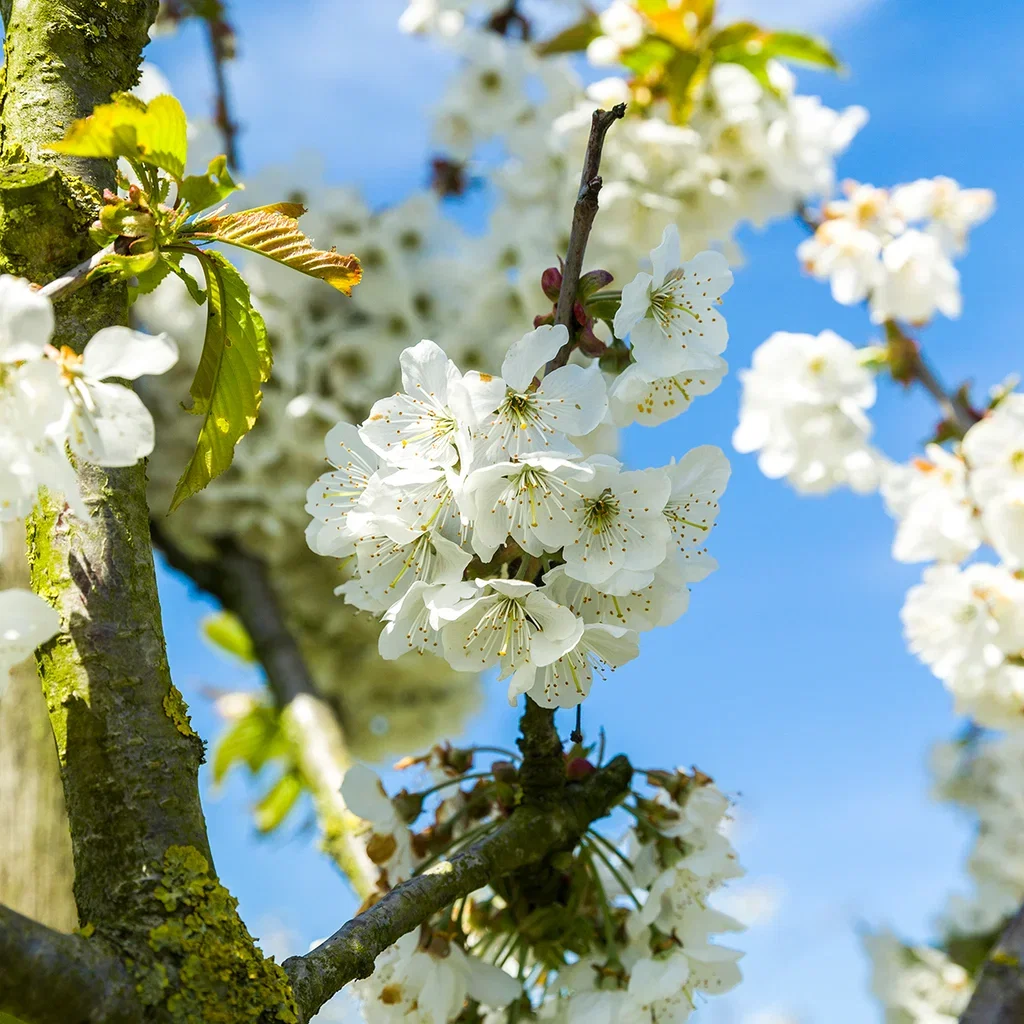 Prunus avium 'Lapins' E 12L