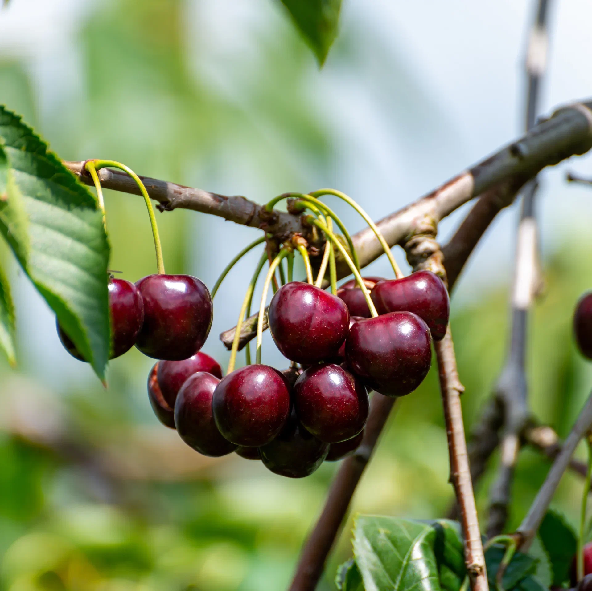 Prunus avium 'Lapins' E 12L