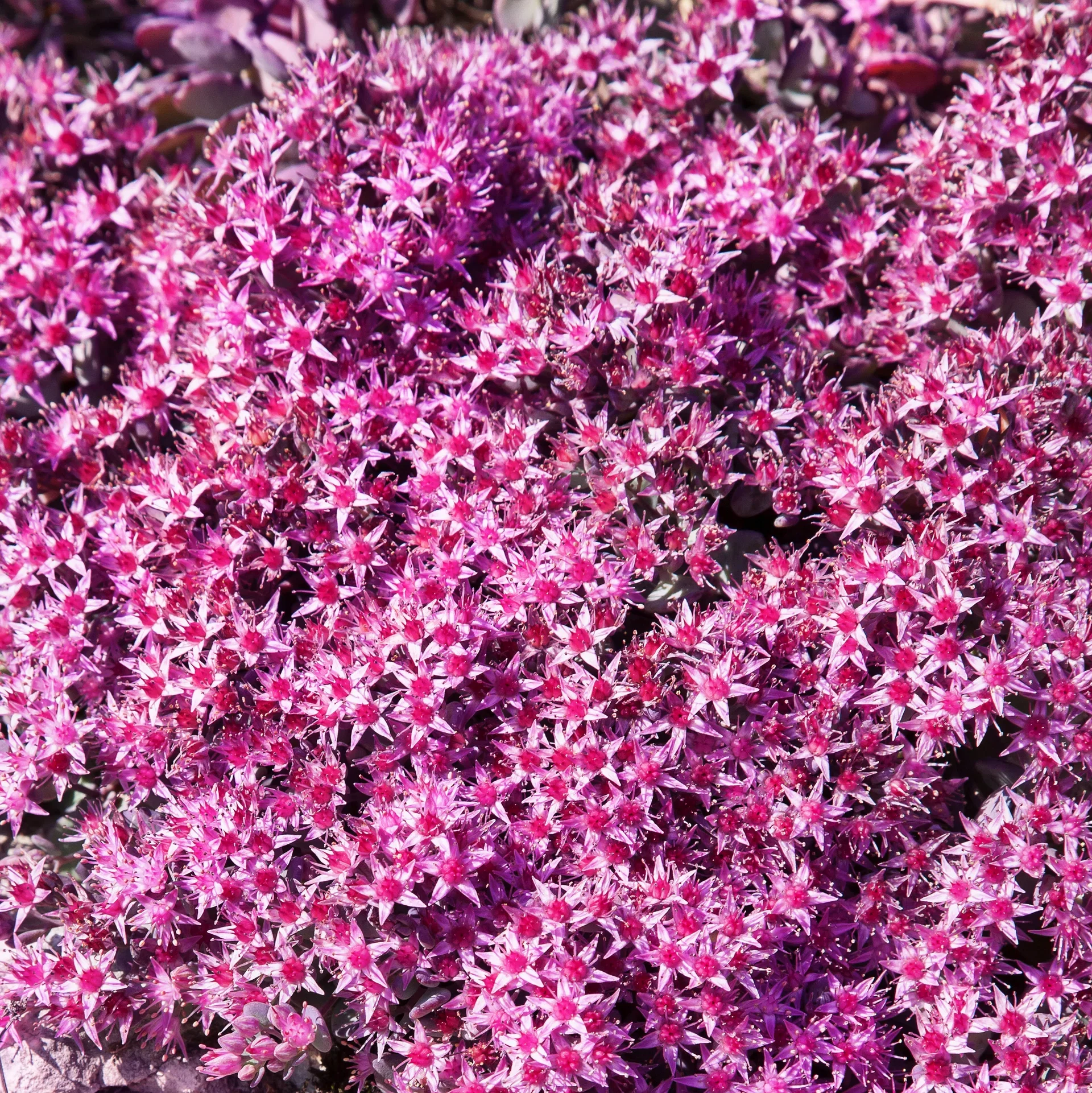 Japansk kärleksört