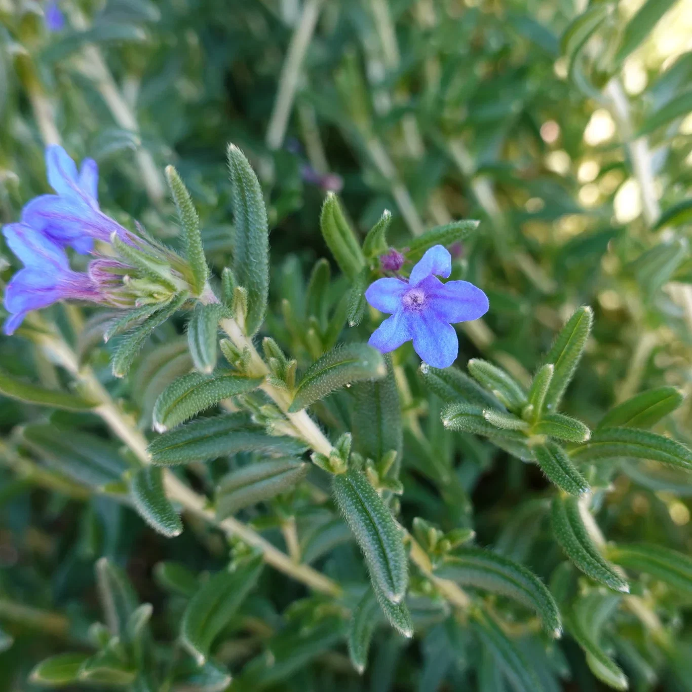 Bergstenfrö 'Heavenly Blue'