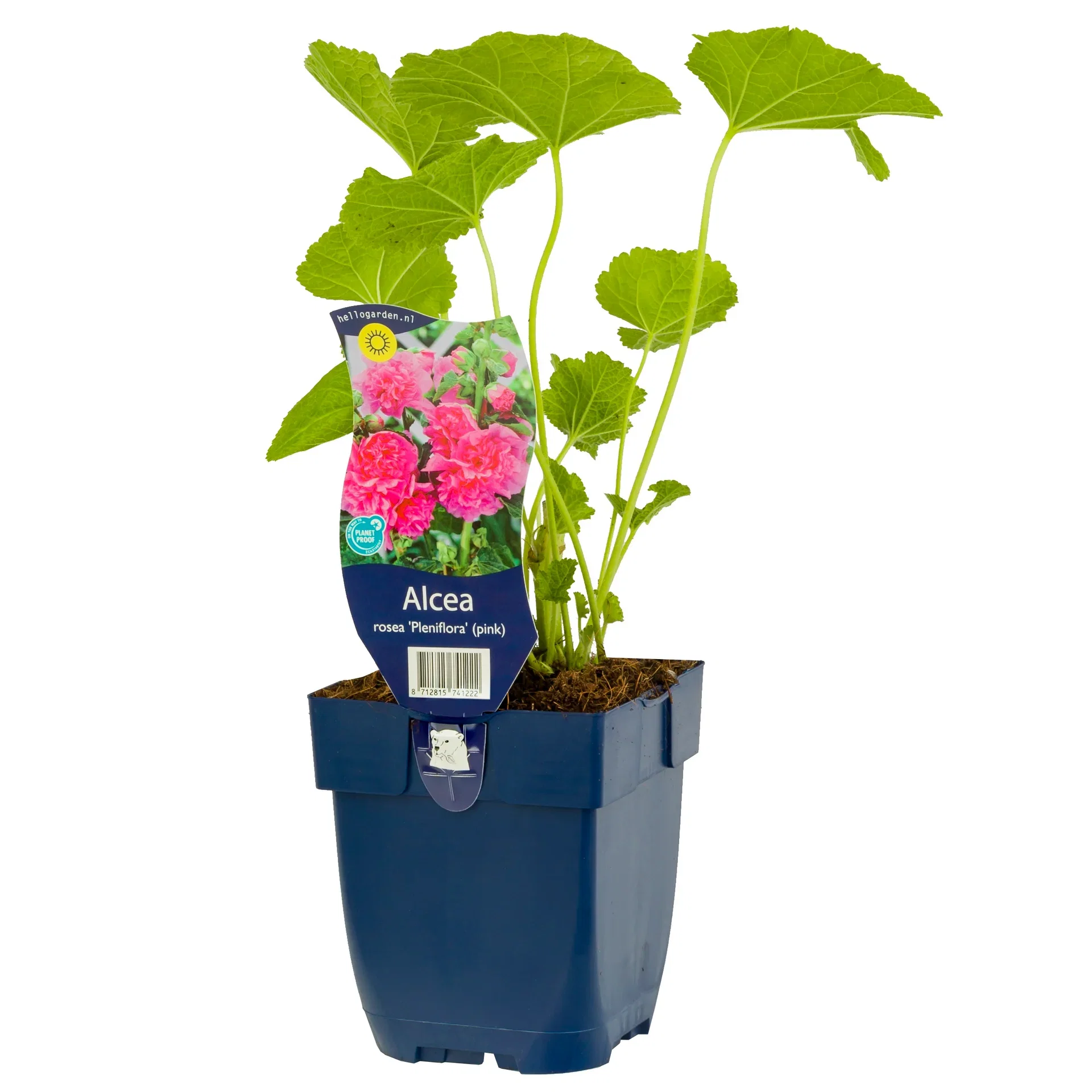 Alcea rosea 'Pleniflora' Rose