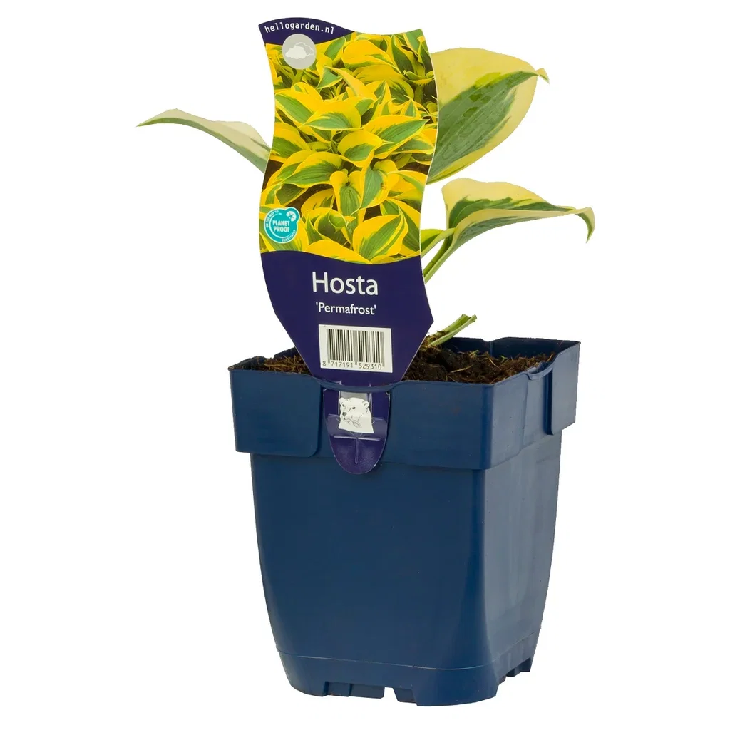 Hosta 'Permafrost'