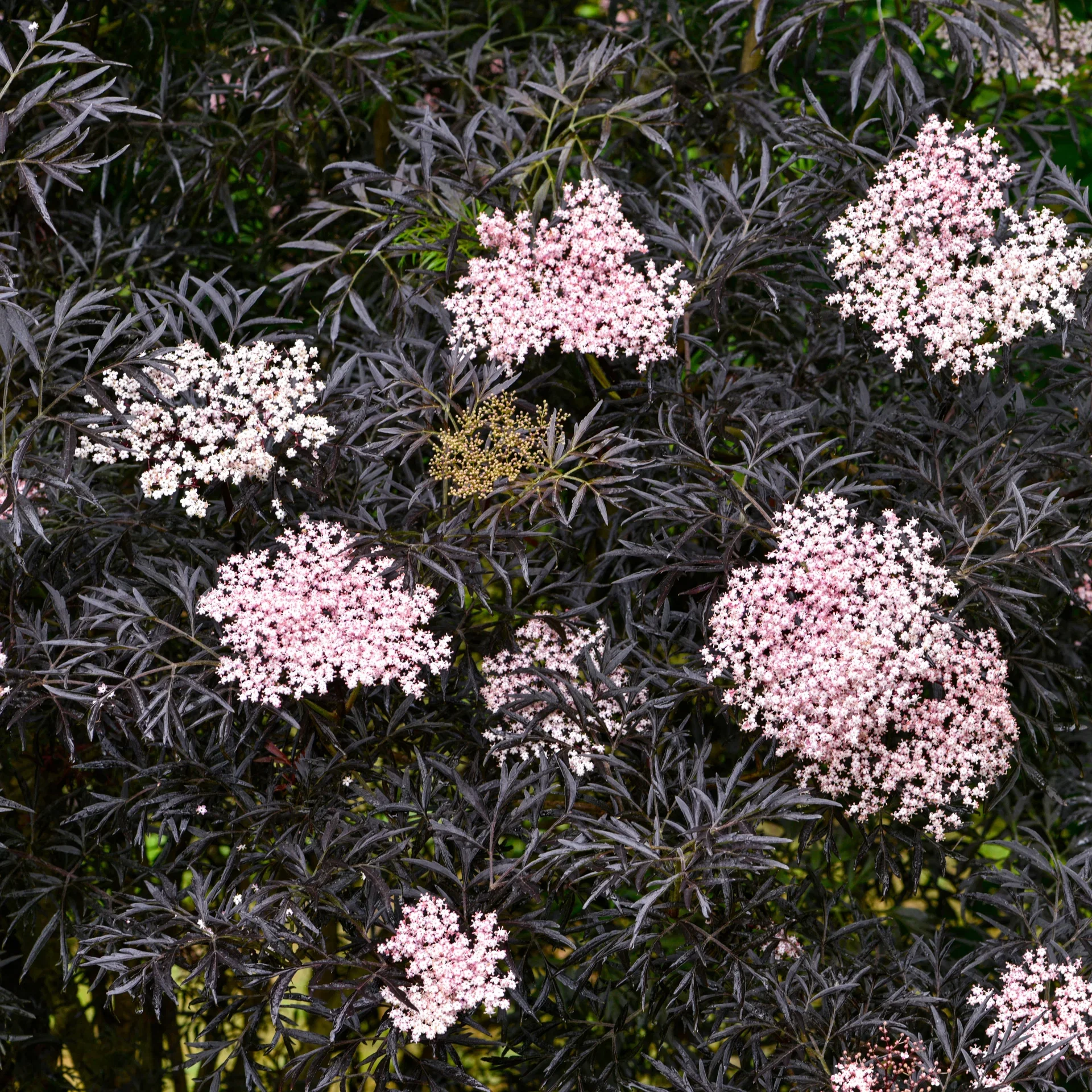 Sambucus nigra BLACK LACE 4,5L