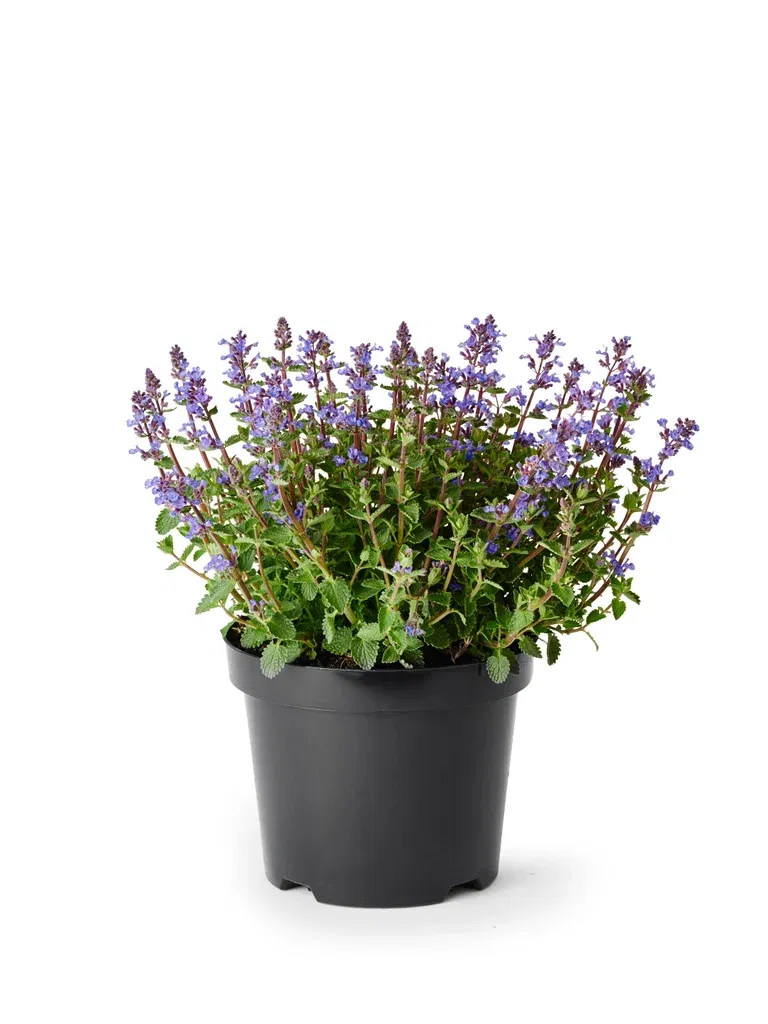 Kantnepeta 'Purrsian Blue'