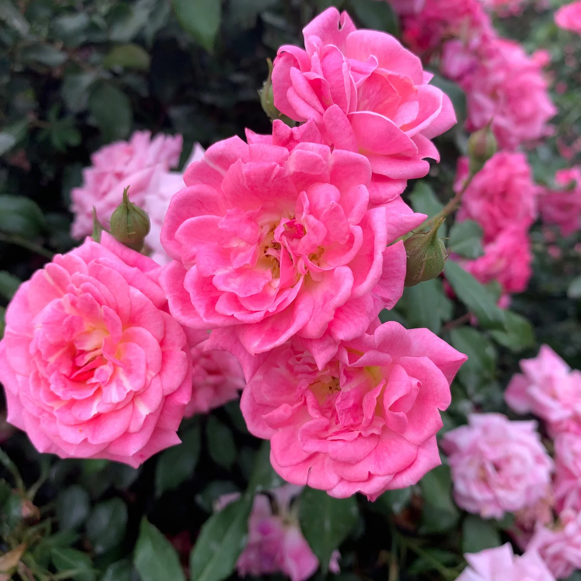 Klasblommig ros ROMANZE