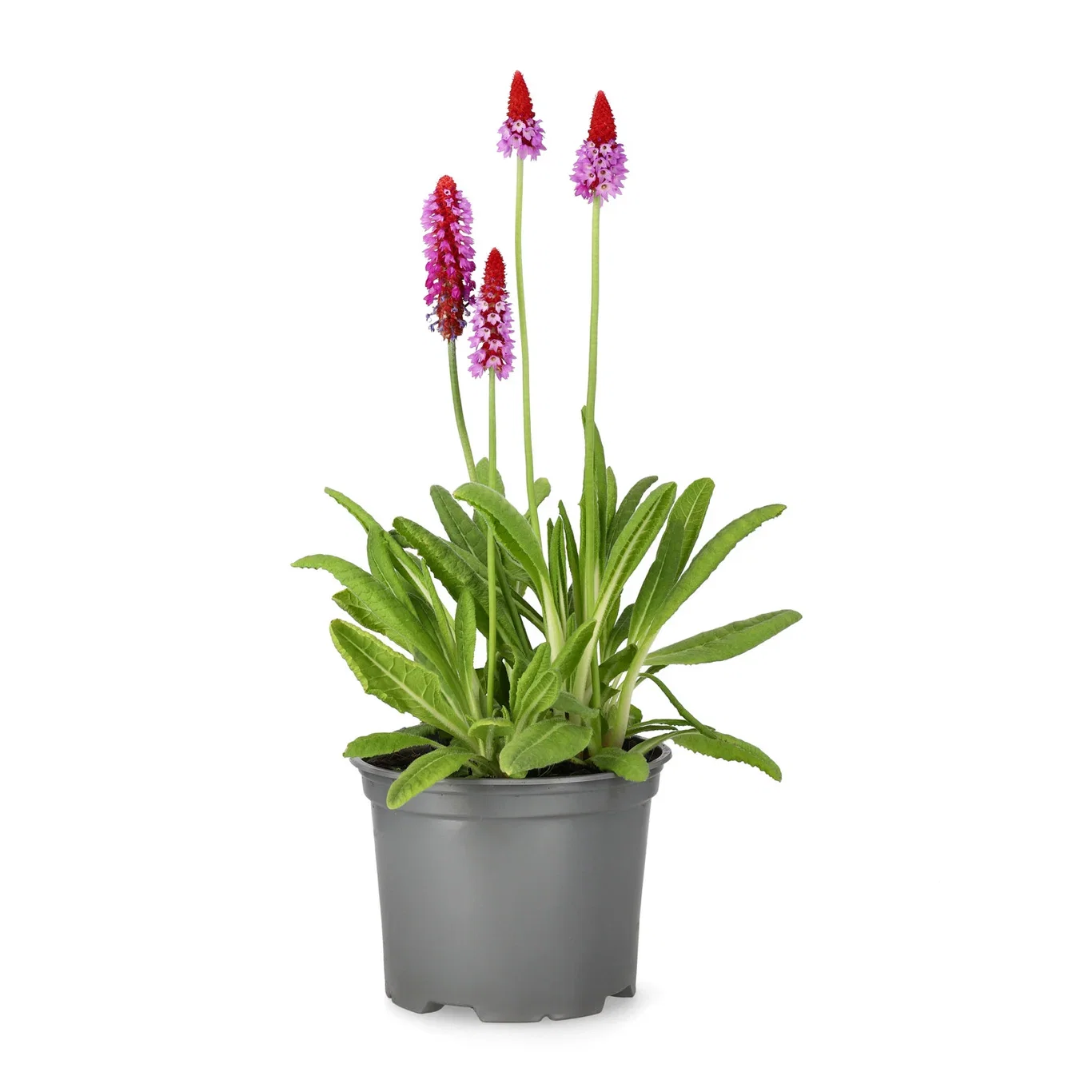 Primula vialii 17cm