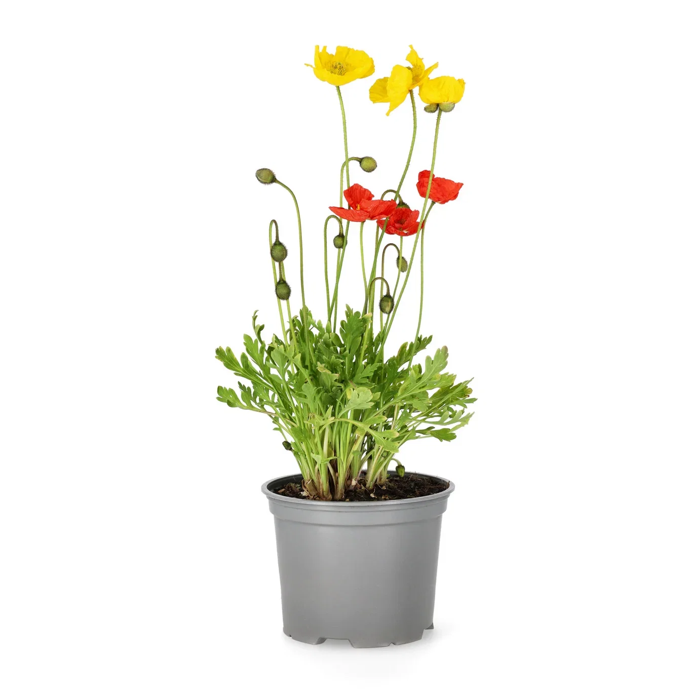 Sibirisk vallmo Gartenzwerg-serien