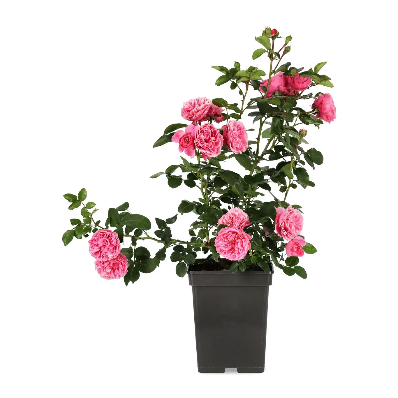 Rosa (Floribunda Group) LEONARDO DA VINCI 23cm