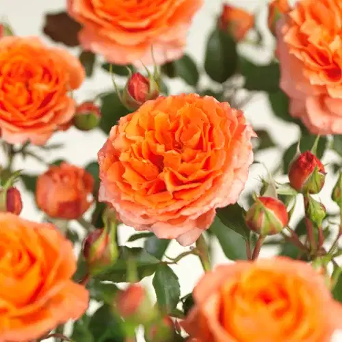 Terrassros 'Orange Meilove'