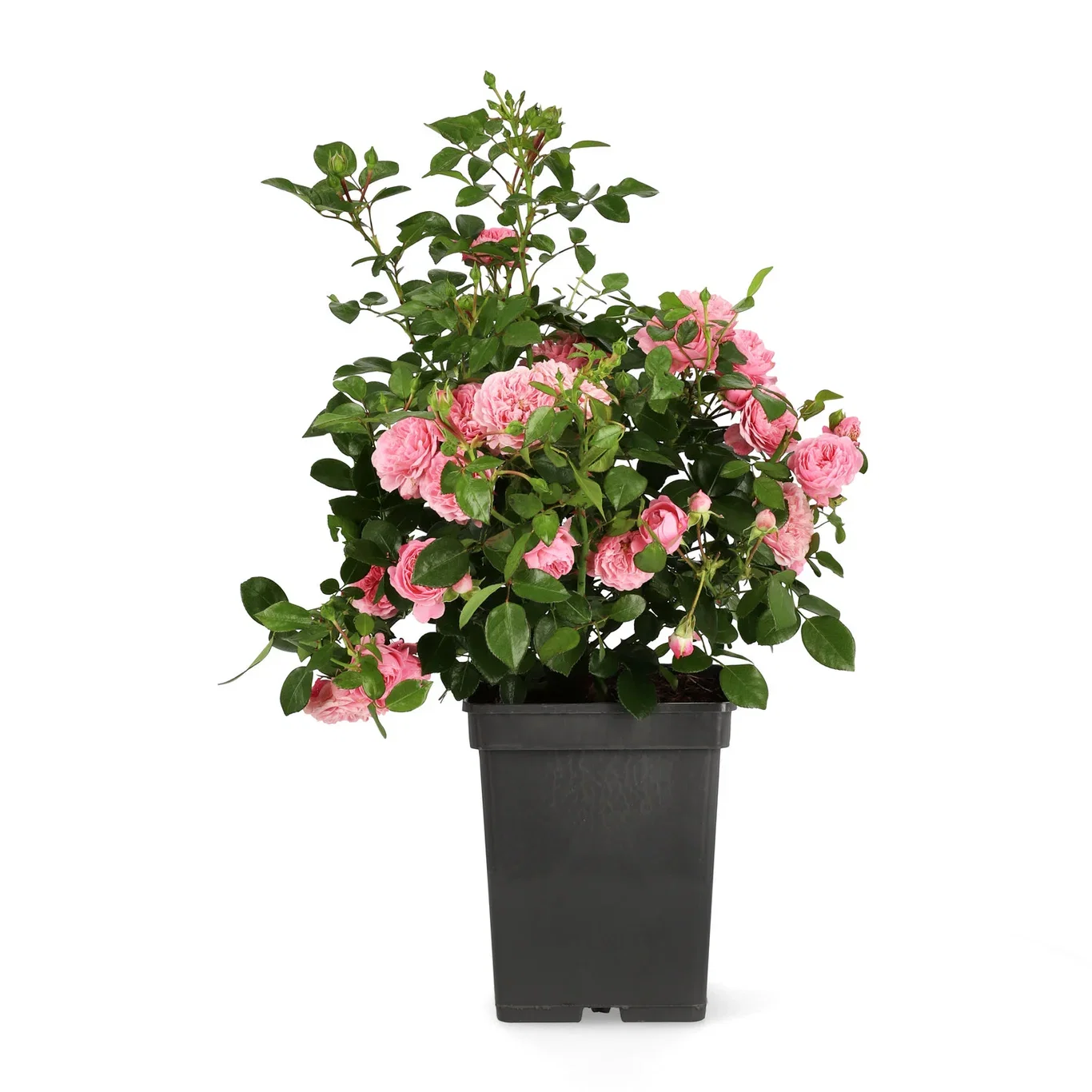 Rosa PINK MEILOVE 23cm