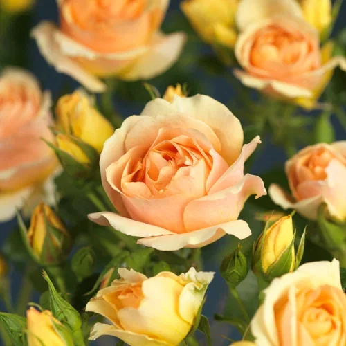 Rosa 'Hansestadt Rostock' 27cm