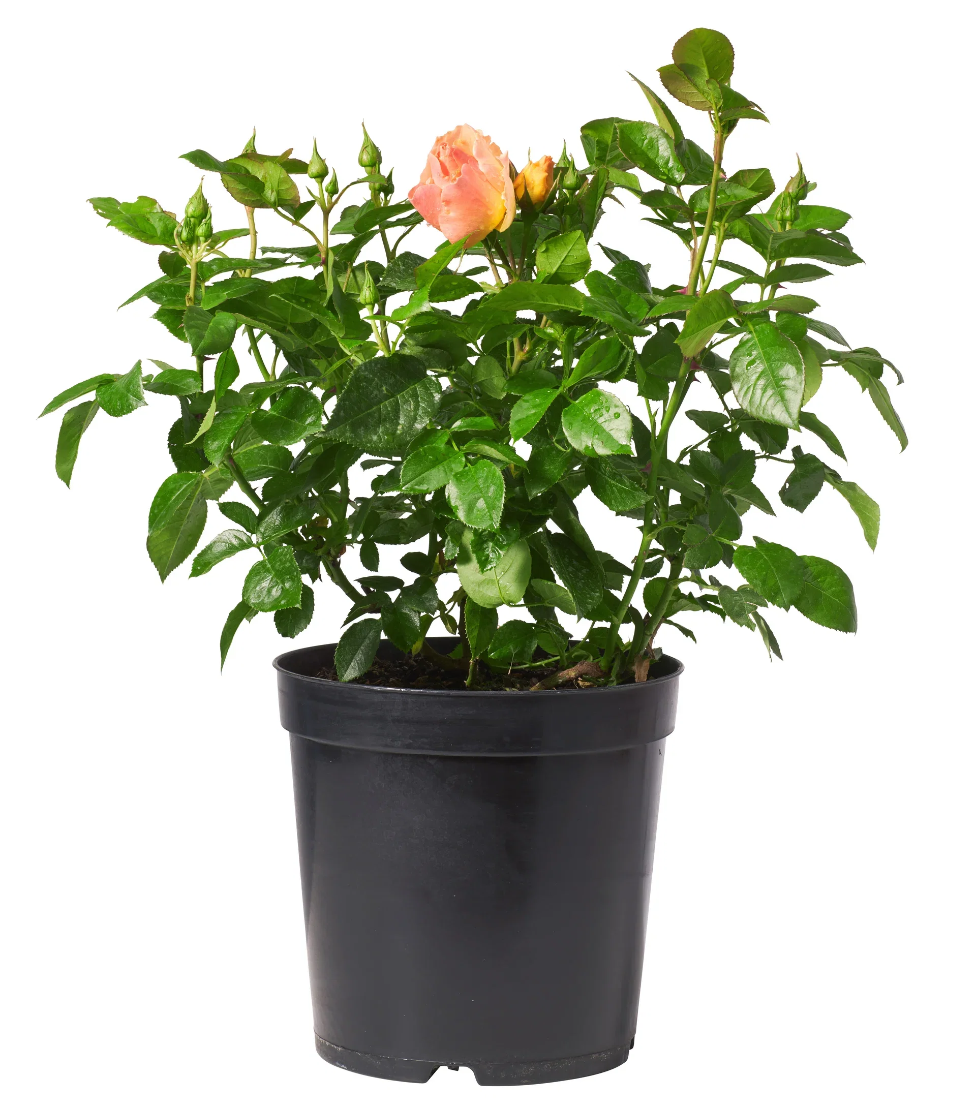 Rosa 'Hansestadt Rostock' 27cm