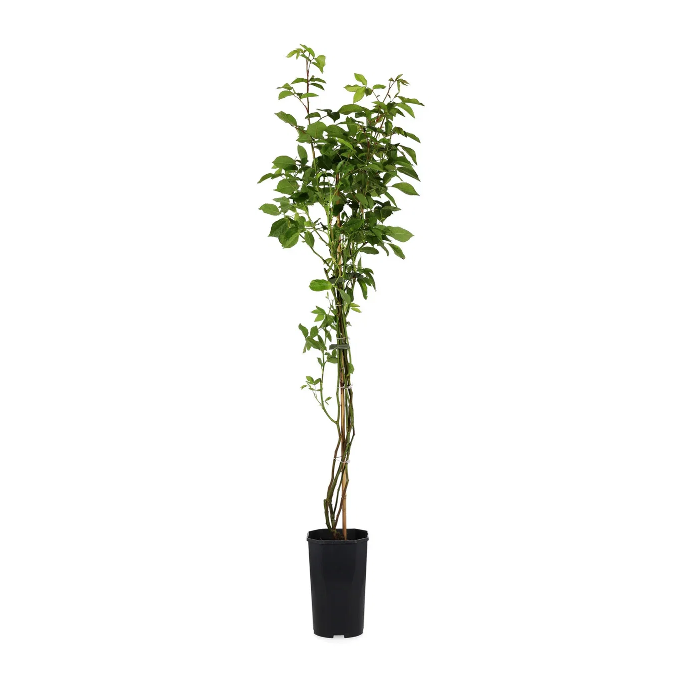 Klätterros 'Climbing Iceberg'