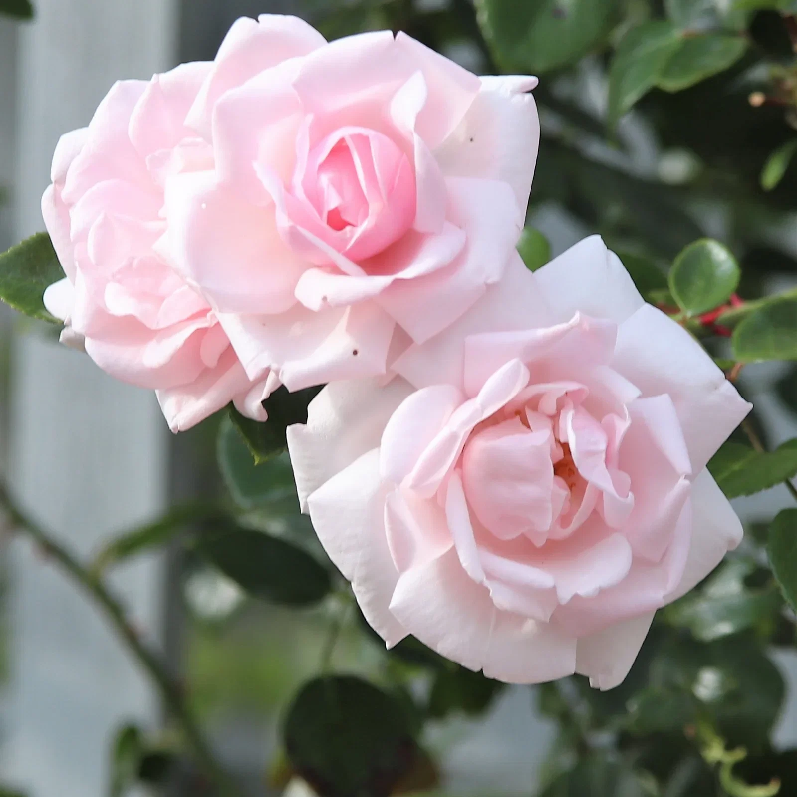 Rosa 'New Dawn' 60-80cm 23cm